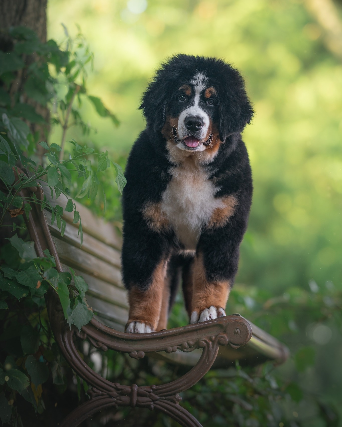 Dnes je Mezinárodní den psů! 🐶🐾
Den, kdy si připomínáme, že čtyři packy, vrtící ocásek a věrný pohled dokážou změnit celý náš svět.
Děkuju všem chlupáčům za radost, kterou rozdávají – bez podmínek a každý den. ❤️
#fotimepsy #psifotografka #fotografkapsu #psifotka #focenipsu #nskorepovafoto #psifotograf #mezinarodnidenpsu