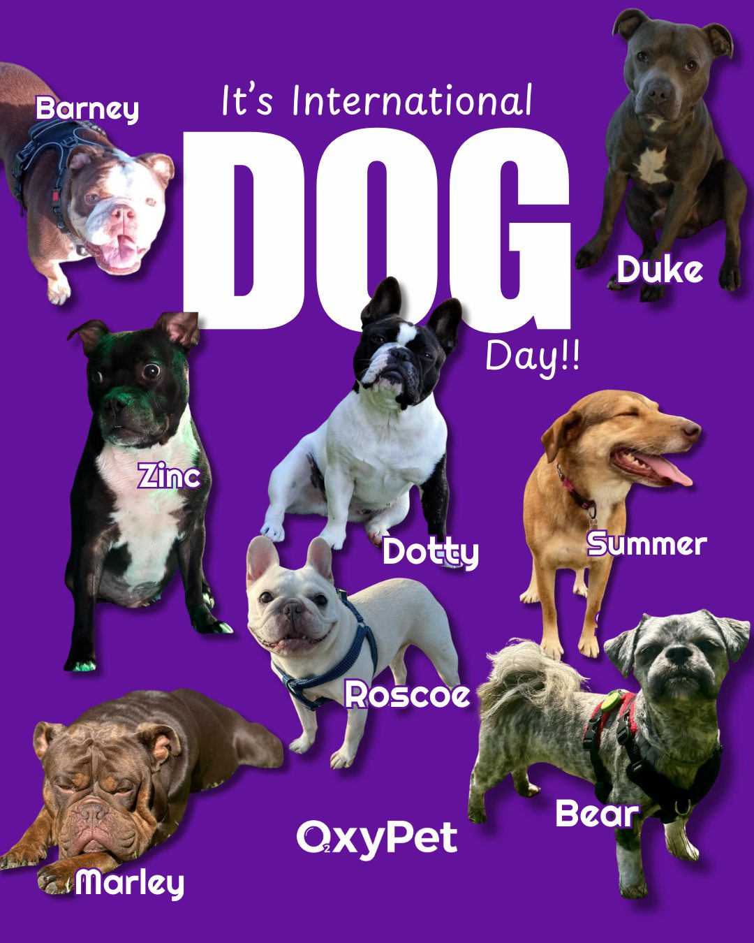 Happy International Dog Day! We’re celebrating with photos from the OxyPet community.
Thank you for being part of this journey!!
We are currently our of stock, BUT we are launching a new pet wellness protocol.
Want priority access to our relaunch?
Register here: https://www.oxypet.co.uk/product-page/oxypet-oxygen-water-subscription 🐾
#InternationalDogDay #OxyPetUniversity #HealthyDogs #DogWellness #PetParents #DogsOfInstagram #OxyPet #PetCommunity #Chihuahuas #DogHealth #FlatFacedBreeds #PetWellness #HealthyDog #DogCareTips #OxyPet #PetEducation #MasaruEmoto #Dogs #FrenchBulldogs #BoxerDogs #Pugs #EnglishBulldogs #BrachycephalicDogs