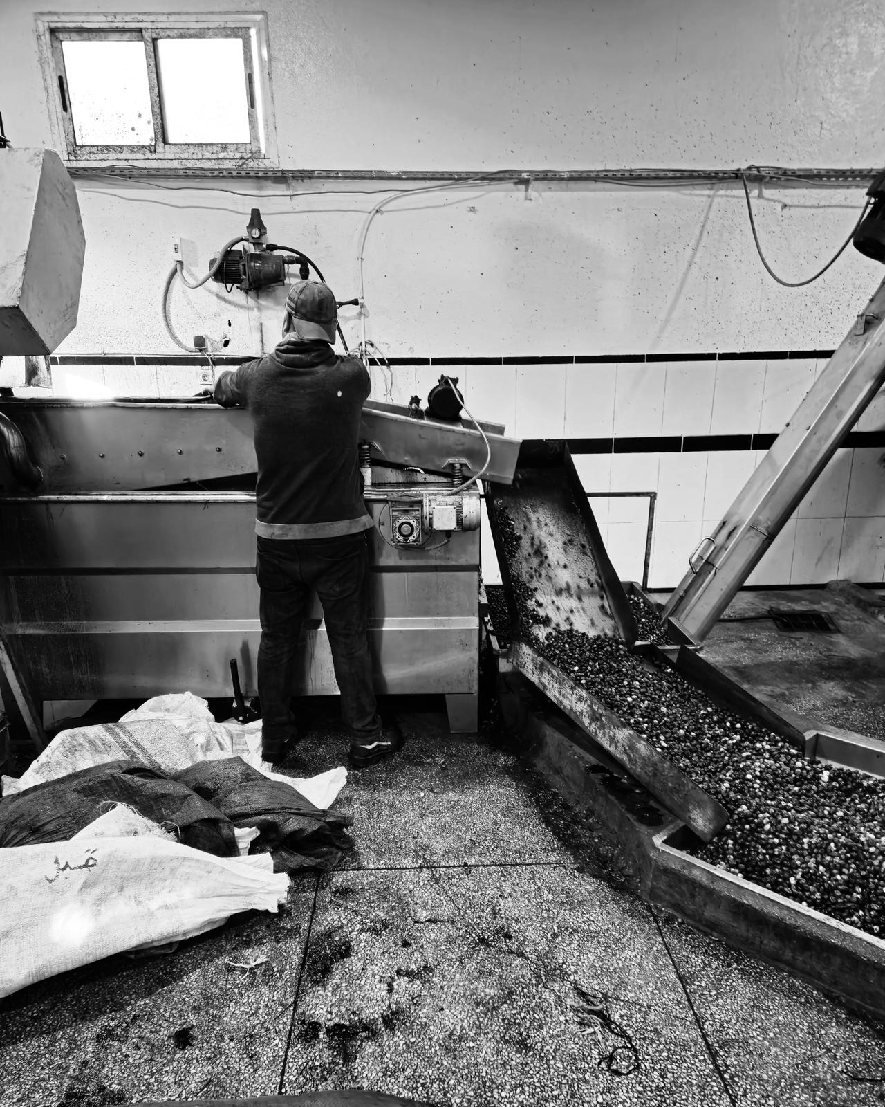 Ons verhaal begon niet in een winkel, maar thuis. Mijn opa haalde olijfolie van zijn eigen landgoed in Marokko naar Nederland, eerst alleen voor zijn gezin. Al snel vroegen vrienden en kennissen om een fles, omdat de smaak en de puurheid niet te vergelijken waren met wat er in de schappen stond.
Die kleine traditie groeide uiteindelijk uit tot ‘Pressed & Pure’. Vandaag de dag zetten wij zijn missie voort: echte biologische olijfolie aanbieden die puur, ambachtelijk en ongeraffineerd is. Geen massaproductie, geen kunstmatige toevoegingen, alleen olie die eerlijk en met zorg is gemaakt.
Met elke fles die je opent, proef je niet alleen de rijke smaak van het land van herkomst, maar ook een verhaal dat generaties teruggaat. Dat maakt Pressed & Pure meer dan een product: het is een stukje familiegeschiedenis dat wij met trots delen.
#biologischeolijfolie #puurproduct #gezondekeuken #echtlekker #duurzaameten #ambachtelijkgemaakt #koudgeperst #puurnatuur #gezondleven #bewustkoken #biologischleven #gezondetips #eerlijkproduct #traditieenkwaliteit #pressedandpure