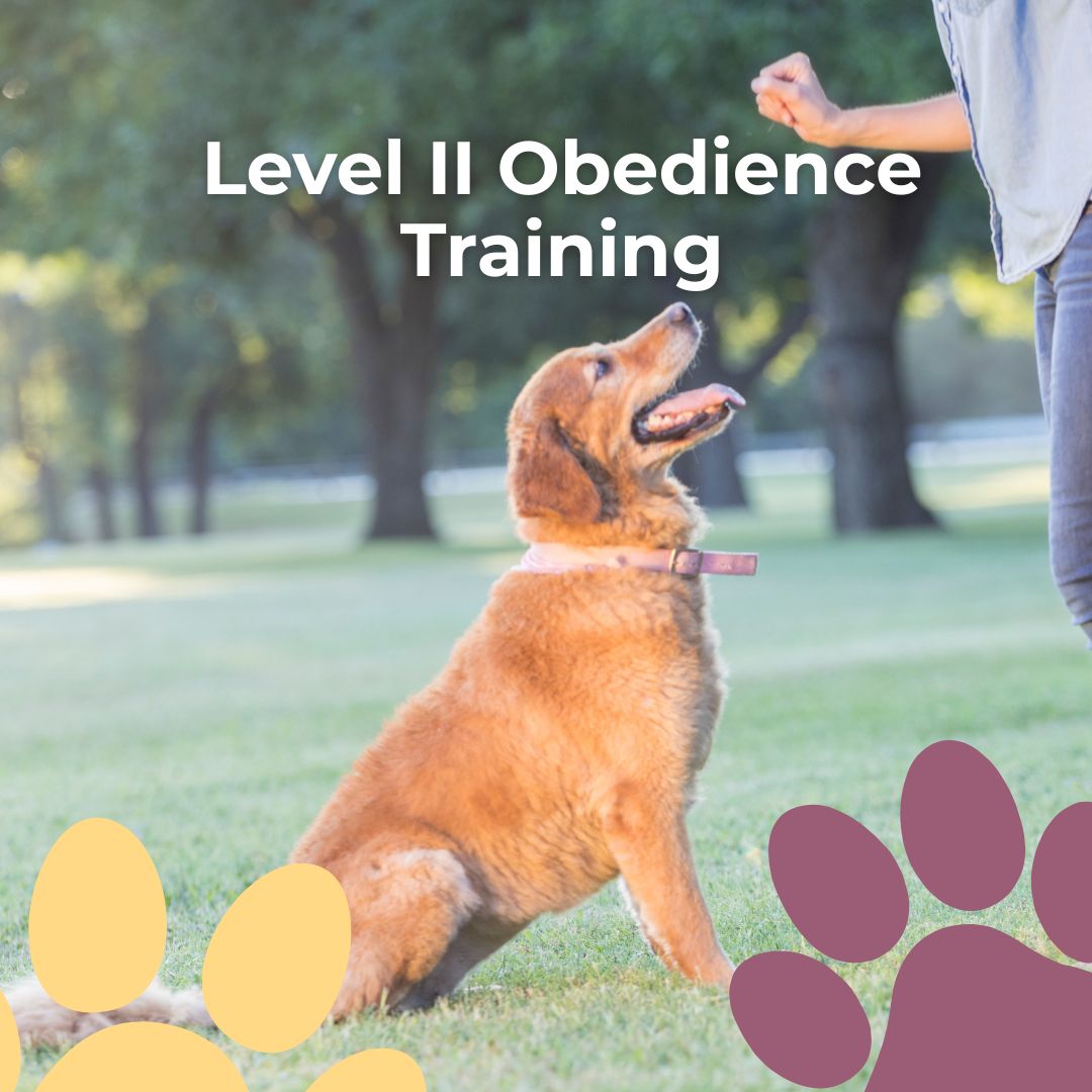 🎓 Ready for the next level? Our Level II Dog Training is perfect for dogs 4-6 months and older.
✔ Heel, Sit, Stay, Down
✔ Jumping and bolting corrections
✔ Treat-to-voice reinforcement transitions
Build a focused, well-mannered pup with our proven techniques.
#DogObedience #AdvancedTraining #BostonDogTrainer #PupGoals #NoDogTooSmall