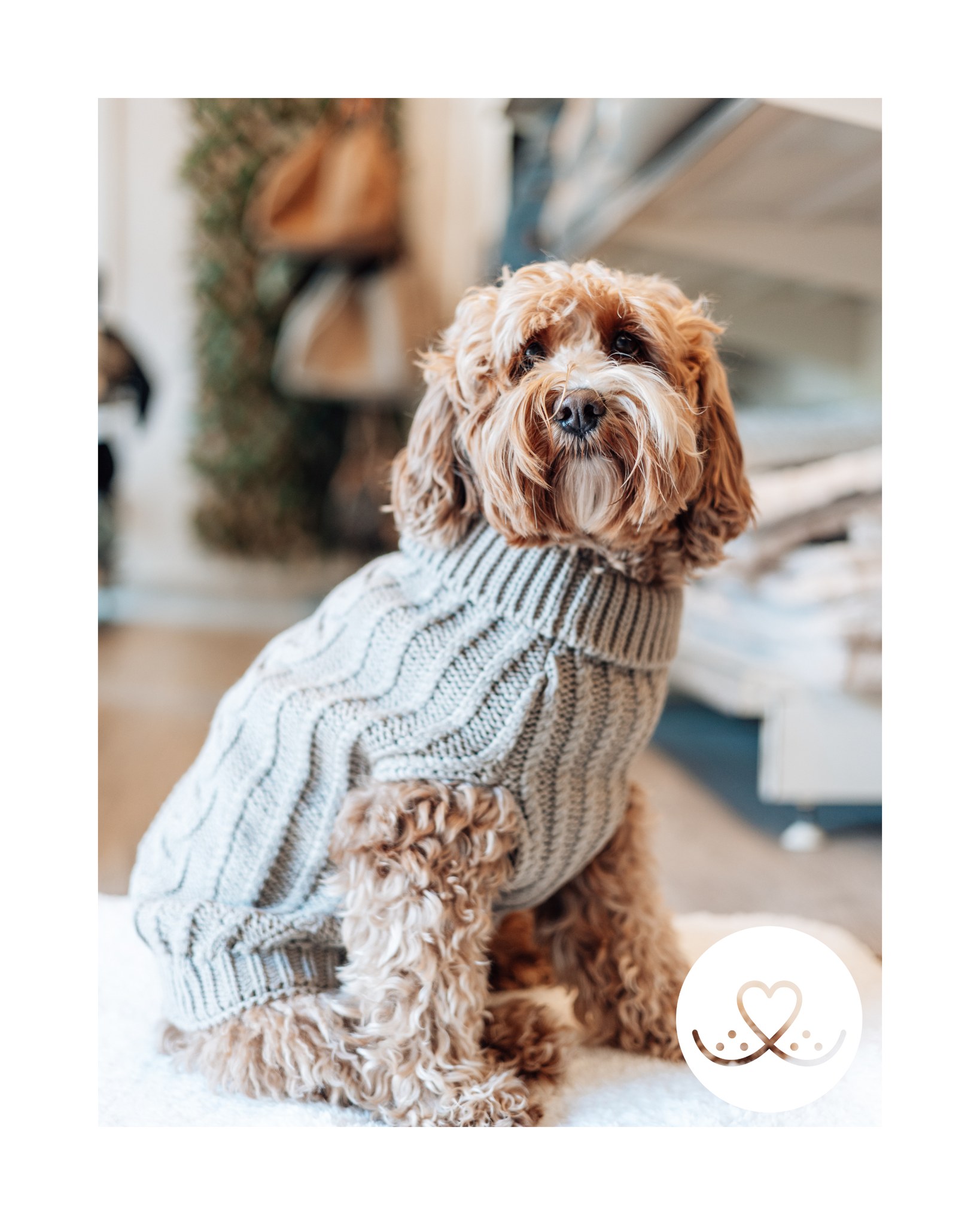 🍂 De herfst is vandaag officieel begonnen! 🍂
En dat betekent… tijd voor warme truien en jasjes! 🐾
Liz heeft vandaag alvast haar favoriete trui gepast om helemaal klaar te zijn voor de koudere dagen.
Bij Snoet hebben we weer een fijne nieuwe collectie binnen van Designed by Lotte, speciaal voor de kleinere honden.
Kom gerust langs om te passen en laat jouw hond warm én fashionable de herfst in gaan!
#SnoetBorne #HerfstReady #DesignedByLotte #Hondentrui #KleineHond #Hondenjas #DierenwinkelTwente #DogLovers #Dierenzorg #Borne #Dierenspeciaalzaak #Hondenmode