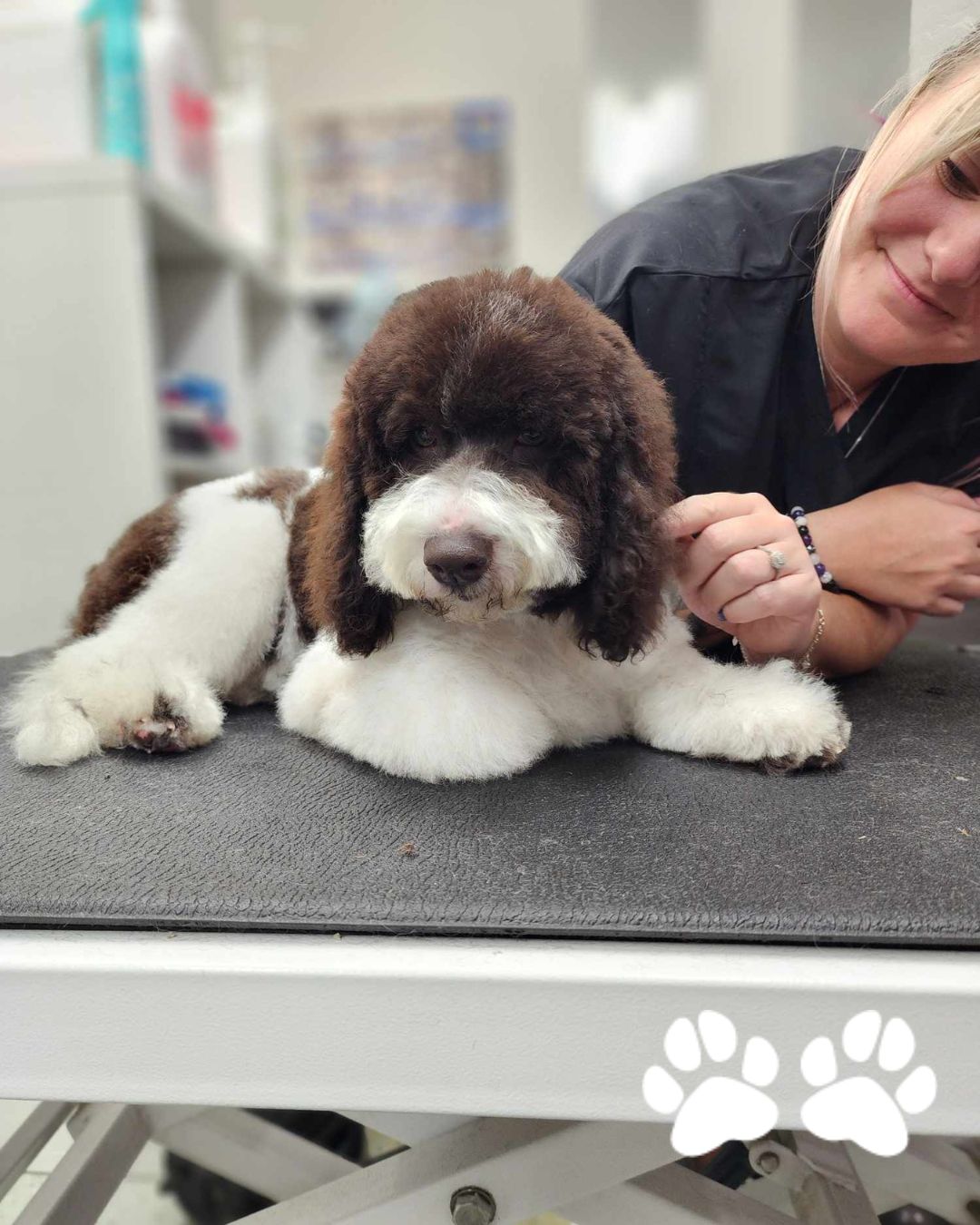 Do you have a first groom coming up?
Bringing your dog in for their first grooming appointment is a big step—and it’s totally normal to feel a little nervous! Whether your pup is a playful puppy or a newly adopted adult, their first grooming session sets the tone for future visits. At Furtabulous, we’re here to make the experience as smooth, safe, and stress-free as possible—for both you and your dog.
Read our blog to find out what to expect!