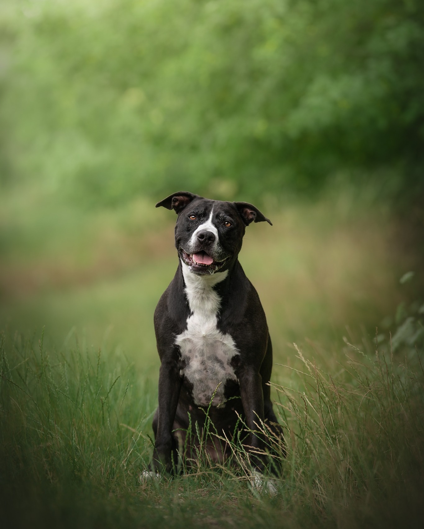 Jedna fotka před a po 📸💻
Často se ptáte, jak vypadá fotka před úpravou a po úpravě. Tak tady se na jednu z nich můžete podívat. 🤩
Moje modelka 😍
#psifotka #fotografkapsu #fotimepsy #focenipsu #psifotografka #psifotograf #nskorepovafoto #beforeafter #dneskaedituju