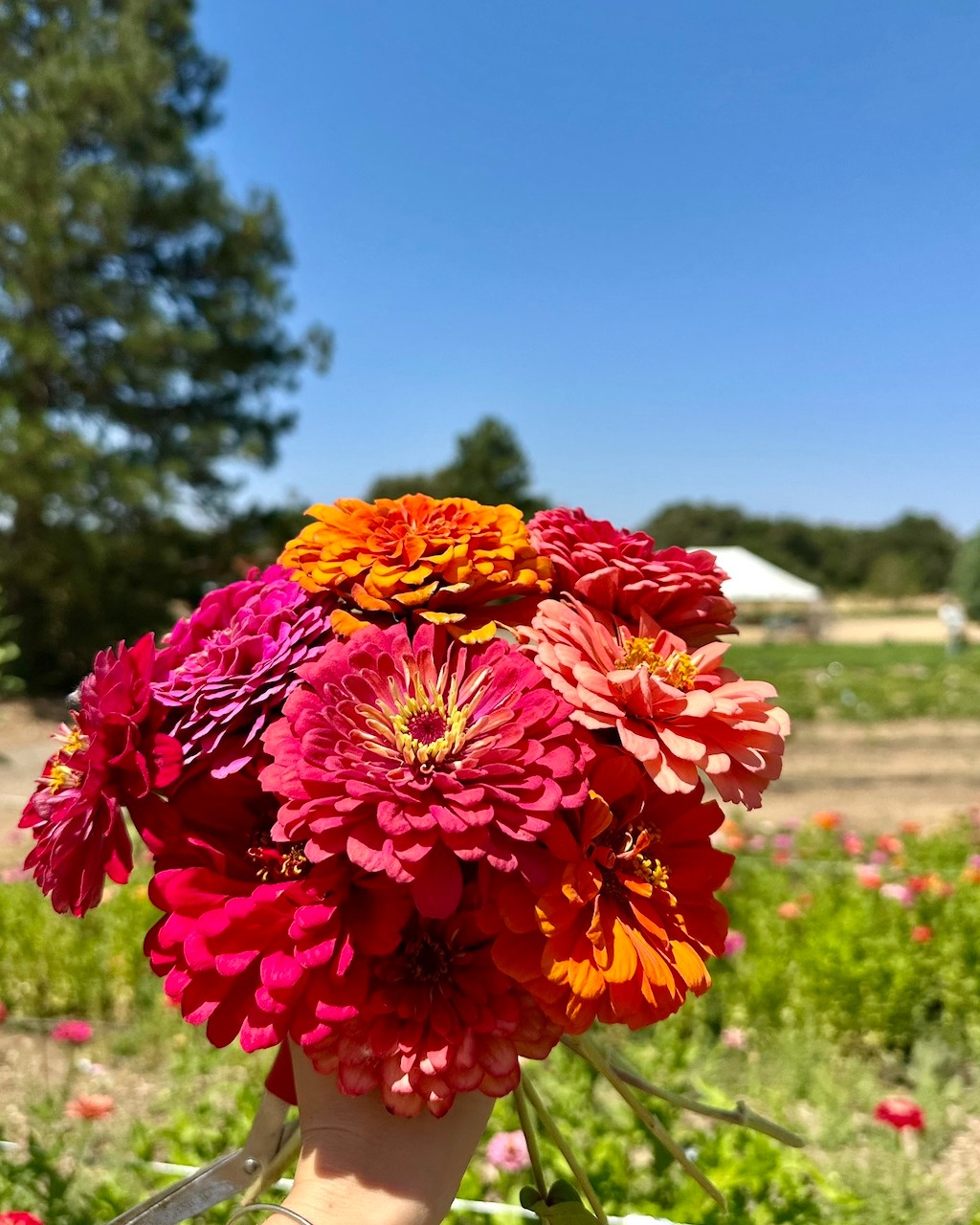 Holiday Weekend Update at the Farm! 🚜
Ready for a weekend full of farm fun, fresh air, and a little bit of magic? We're open this Saturday, August 30th, and Sunday, August 31st, from 10 a.m. to 4 p.m.!
- - - -
🧑🌾 General Admission($5) 🧑🌾
Includes access to our petting zoo and all of our fun yard games.
- - - -
🍓U-Pick 💐:
💐 Bunching Flowers 💐 are $15 a cup, all you can fill. Our fields are absolutely bursting with beautiful blooms! It’s the perfect way to bring a piece of the farm home with you.
🍓Berries 🍓
- Raspberries: We have a good amount of raspberries.
Heads up: some of our raspberry plants have little thorns.
*We have a LIMITED supply of berries and a HIGH demand for them.*
While supplies last, we will sell ONE berry container to each household. Come right when we open to increase your chances of getting a berry u-pick container.
Strawberries and Blackberries: Will be unavailable this week.
U-pick is only sold on-site and is subject to daily availability.
----
We look forward to seeing you at the farm!