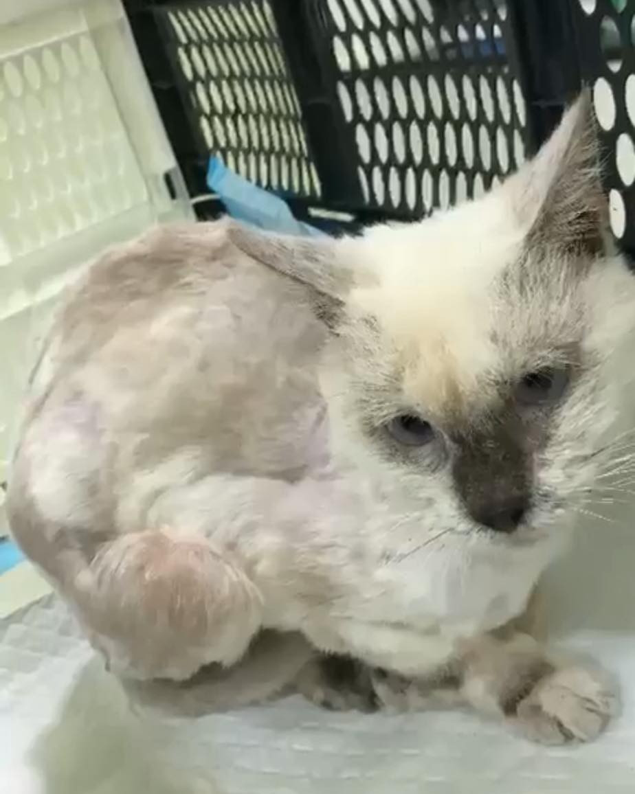 We have some news…💙
Losing our darling boy Arlo shattered us. Not a day goes by that we don’t miss him, and the hole he left will never truly heal. But we realised that the most beautiful way to honour his memory is to give another little soul in need the same chance at happiness that Arlo got when we first rescued him.
Arlo’s journey from a frightened, fragile boy to the happiest, most spoiled and adored cat ever is the proudest achievement of our lives. The love we carry for him is far too precious to go to waste when it could save another wee cat who’s still waiting for someone to believe in him.
When we saw this wee soul, found weighing 1kg and covered in cigarette burns - we looked into his eyes and it felt like Arlo was looking straight back at us saying please give him the life you gave me. And at that moment we knew he had to join our family💙
Our new baby boy will be joining us in the next few weeks and we can’t wait to give him the life he deserves…
Arlo was one of a kind and no cat will ever replace him. But the love we have for him is so special that it deserves to be shared - and now it will live on through this wee boy. 💙
To thank the heroes at Clan McCat Rescue who stepped in to save our boy we’ve set up a fundraiser in his honour.
We will be raffling a FREE FULL GROOM AND DENTAL PACKAGE and every single donation will be entered, regardless of the amount.
Every donation will go directly to putting food in empty tummies, wrapping warmth around cold paws and showing these vulnerable wee souls what true love is.
Clan McCat is small Scottish rescue ran entirely by volunteers and we are so in awe of the work they do, especially for such a small charity. The stories they have shared with us are absolutely heartbreaking but the way they have transformed these cat’s lives is nothing short of incredible💙
Together we can change so much more than just nine lives💙
The draw will take place on the 26th of September😻
Thank you so much for reading our story and thank you in advance to every amazing person who donates on the link below xxx
https://www.gofundme.com/f/fundraiser-for-clan-mc-cat-rescue