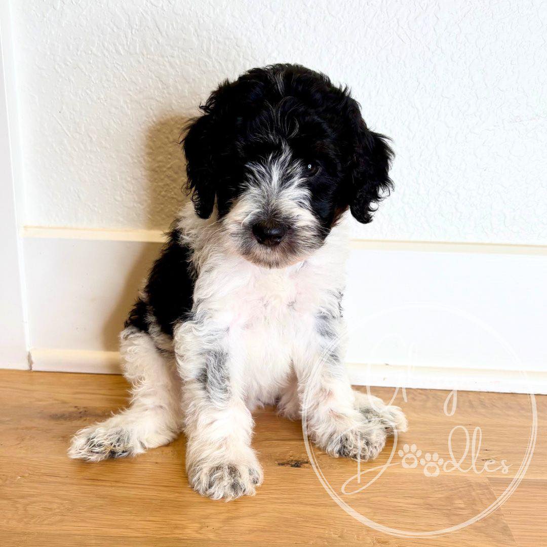 These babies are almost 8 weeks old! Time has flown by with them. They start going to their new homes on Saturday! We still have 6 spots available for this bunch 💕
#Bernedoodle #BernedoodlePuppy #BernedoodleBreeder #BernedoodlesOfInstagram #MiniBernedoodle #StandardBernedoodle #BernedoodleLovers #BernedoodlePuppiesForSale #TexasBernedoodles #DFWPuppies #BernedoodleUSA #PuppiesNearMe
#PuppyGram #InstaPuppy #DoodlePuppy #DoodleOfTheDay #Dogstagram #PuppyOfInstagram