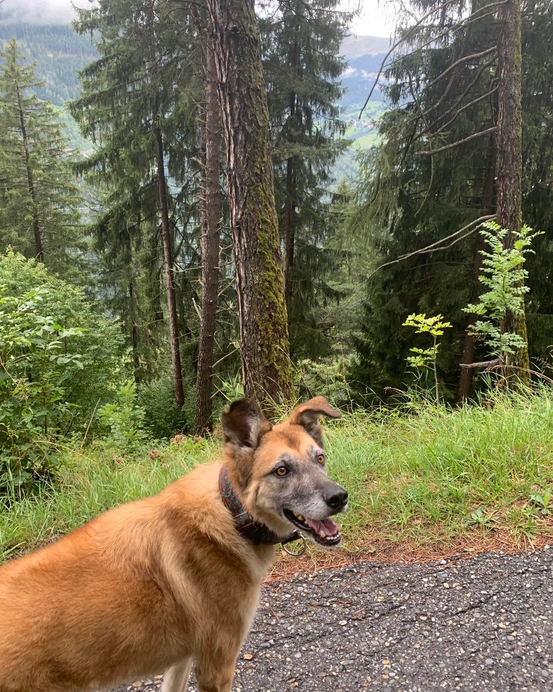 Der Herbst naht in Riesenschritten…
#care4animals #ajhundetraining #hundeglück #care4animals #führenundfolgen #hundeleben #hundeliebe #gemeinsamunterwegsmithund