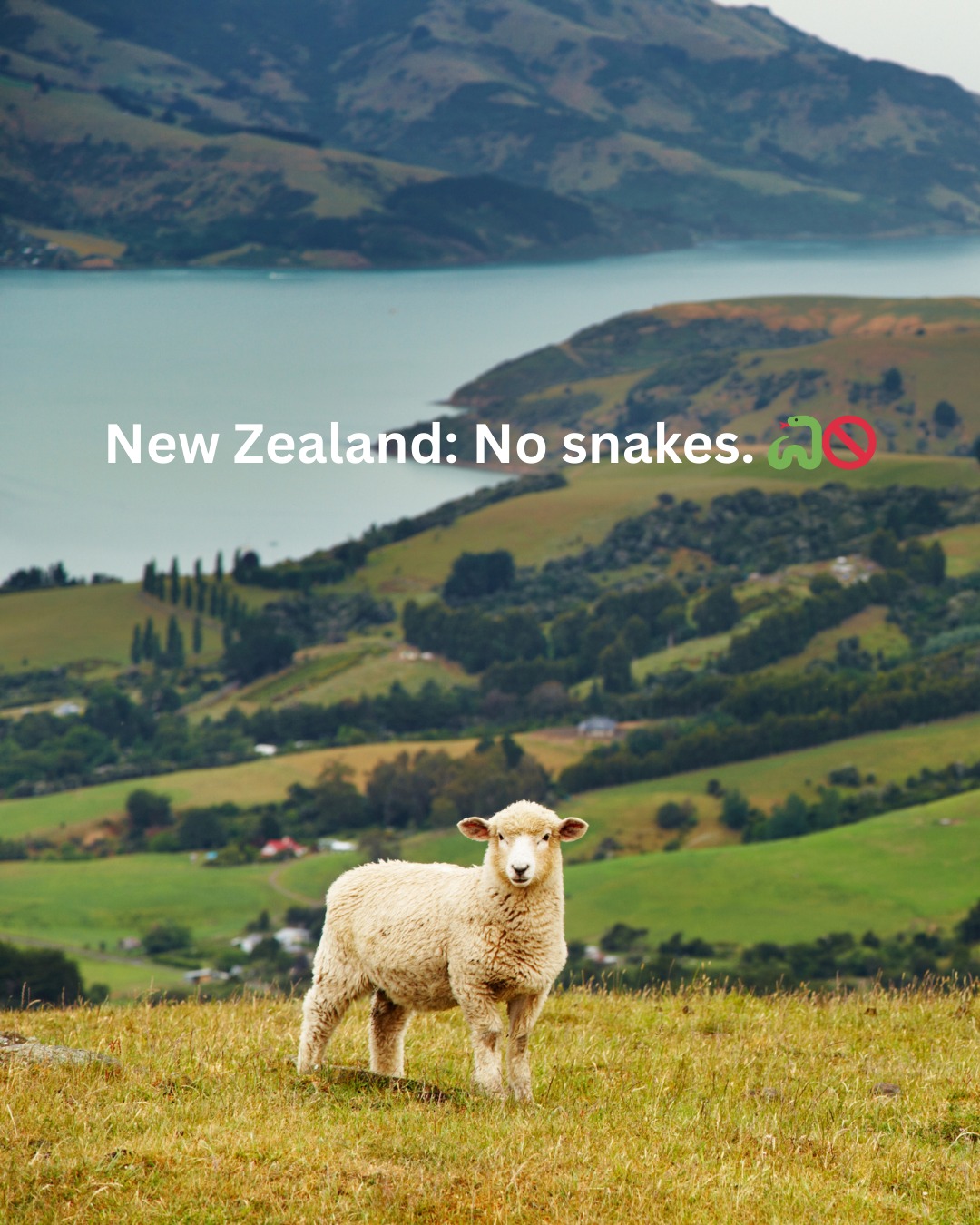 Fun fact: New Zealand is one of the very few countries in the world with no native snake species. None. Zero. Zilch. 🐍🚫
That means you can wander through forests, fields, and beaches without worrying about something slithering across your path. (Sorry, Australia — your neighbor can’t relate. 😅)
And while you won’t find snakes, you will find plenty of sheep… actually, way more sheep than people. 🐑
#NewZealand #TravelFacts #NoSnakesHere #DidYouKnow #NatureNerd #FunFactsFriday