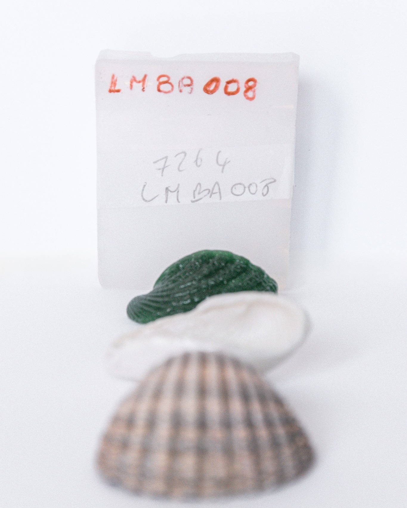 Voici le secret (presque) dévoilé 👀 :
L’empreinte — Je presse l'objet dans l’argile, la texture se fige, chaque détail est capturé.
La cire — Je coule une cire, un double négatif, une sorte d’ombre solide. (On appelle ça la technique de la cire perdue — sauf que chez moi, elle n’est jamais vraiment perdue.)
La sculpture — Je reprends la forme, je la sculpte, je l’oriente. C’est là que l'empreinte devient bijou.
La fonte & le moule — Direction la fonderie pour l'alchimie. Un moule en silicone est créé, pour que cette archive unique puisse continuer à exister en métal.
Le reste, c’est la magie de la matière. ✨
👉 Vous pensez à quel objet avec une belle texture ?
(#FormaPrima | Bijoux d’archives)
#bijouxcreateur #bijouxfaitmain #bijouxartisanaux #createurfrancais #faitmain #madeinfrance #artisanatfrancais #finejewelry
#argent #memoiresdetresors #moule #fonderie #sculpture #coquillage