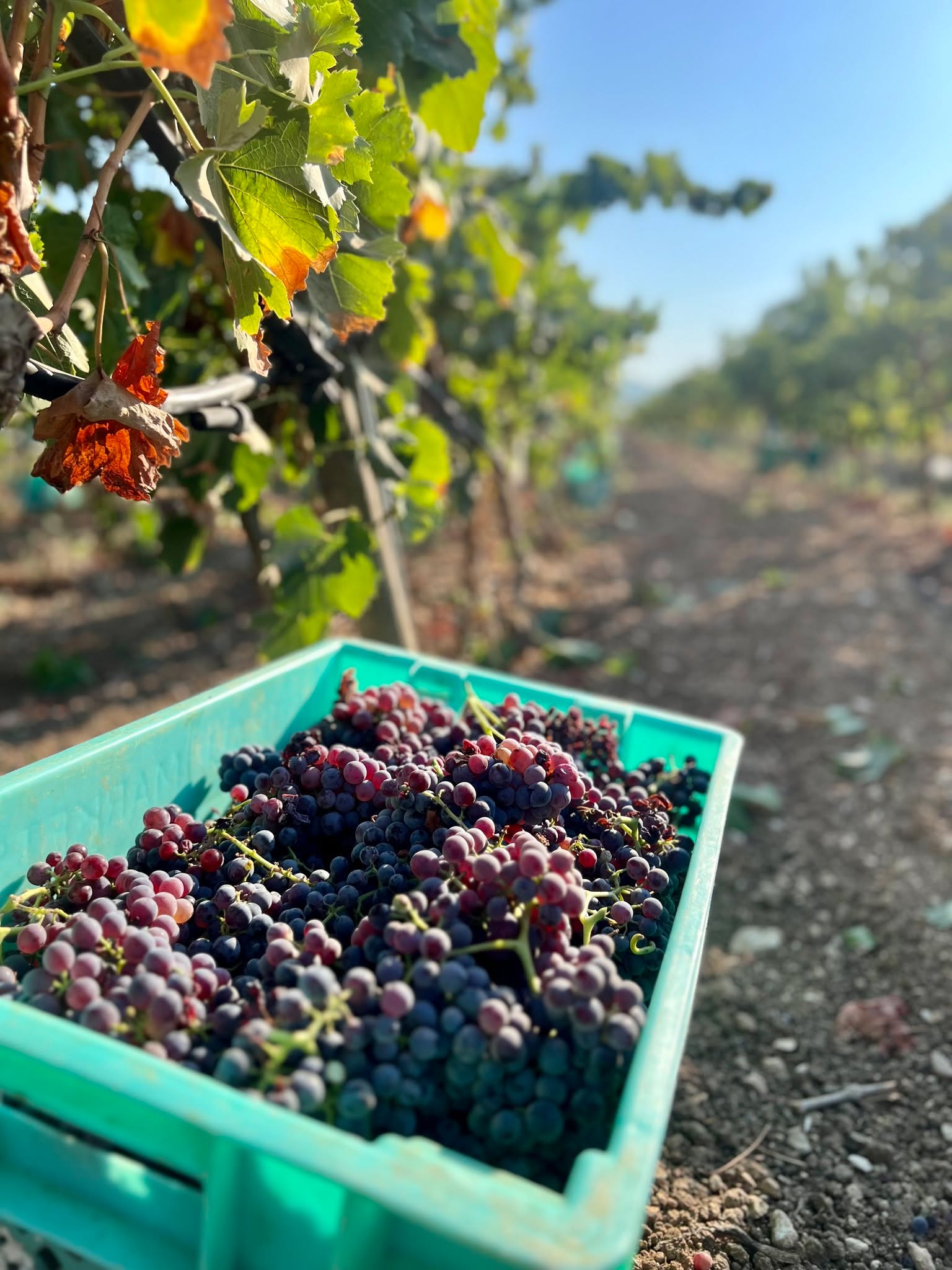 🌿 Harvest Time at Markus Divinus 🌿
Markus Divinus is currently taking a short break from events and tastings as we dedicate all our efforts to this year’s harvest. This special season is the heart of our work, where every detail ensures the quality behind each bottle. 🍇✨
We’re excited to announce that tastings and events will resume on 5th September, once again led by our Cellar Brand Ambassador, who will be delighted to welcome you back and share our wines and stories.
Thank you for your understanding and continued support—we can’t wait to raise a glass with you soon! 🍷