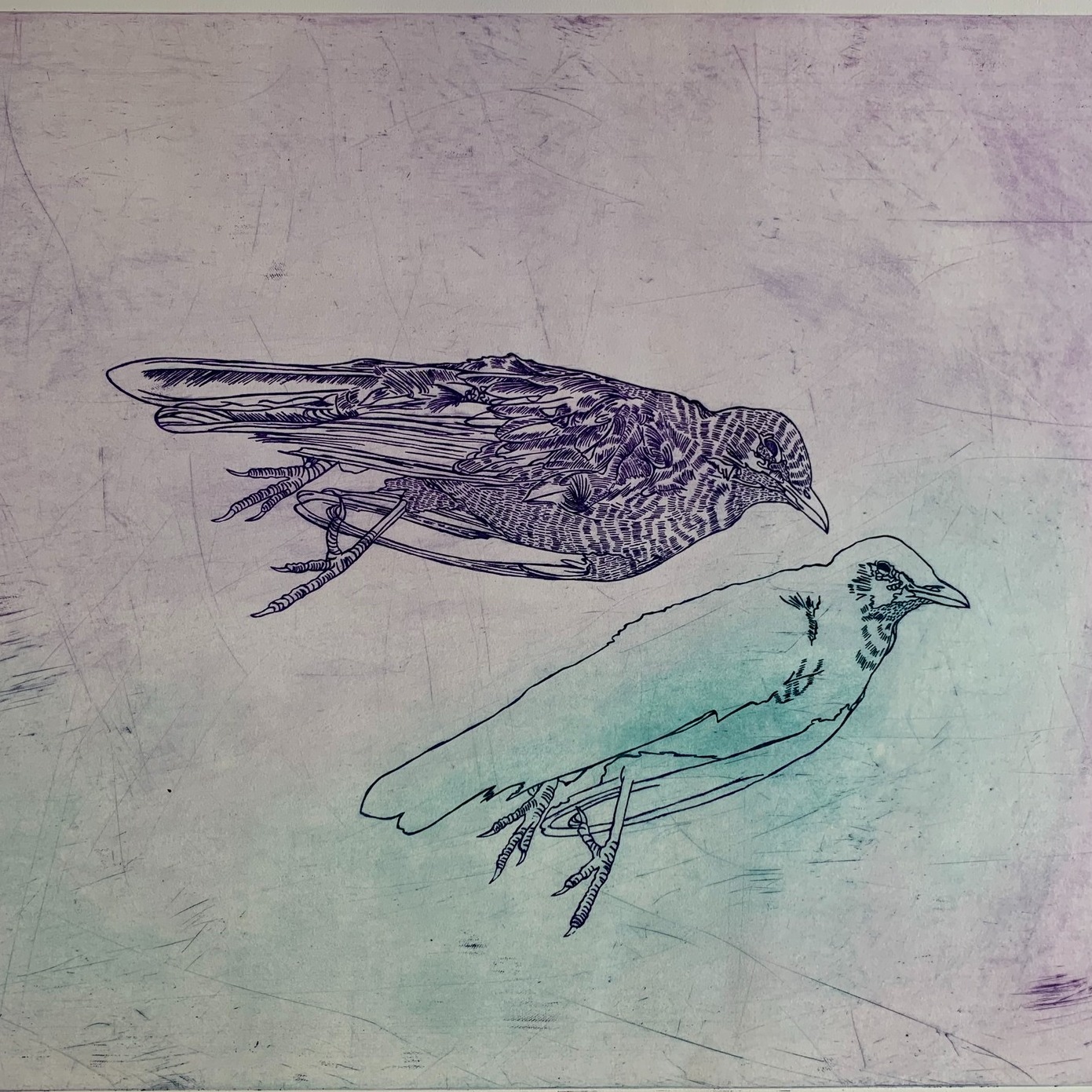 Le projet ÉCHOS sous la surface; où l’eau et la terre se rencontrent, de Marilyse Goulet, est présenté au @expo.montlaurier jusqu'au 10 septembre, dans le cadre de l'exposition Raconter/ rencontrer, soulignant le 50e de l'Atelier de l'île.
Mes recherches récentes s’enracinent dans les milieux humides – tourbières, marécages, rivières – lieux de lente transformation où la vie s’accumule en strates. Ces écosystèmes complexes dialoguent avec le geste de graver, d’imprimer, de superposer. L’Atelier, jadis situé sur une île, trouve là un écho naturel. J’y intègre désormais des plantes indigènes de ces milieux : le rubanier, l’utriculaire, le populage des marais… ainsi que la prêle, plante ancienne et fertile. Telle une survivante des ères passées, elle contient de la silice, comme le carborundum utilisé en gravure. Elle incarne la continuité entre matière, mémoire et technique. Entre gravure traditionnelle et technologies contemporaines, j’explore cette alliance entre le vivant et l’empreinte, dans un lieu porteur d’histoires, ouvert sur l’avenir.
Rendez-vous au centre d'exposition de Mont-Laurier ce samedi 6 septembre à 13h pour les présentations d'artistes. Un transport en minibus de Val-David est possible, réservation par ici: https://www.zeffy.com/en-CA/ticketing/exposition-lunch-a-mont-laurier