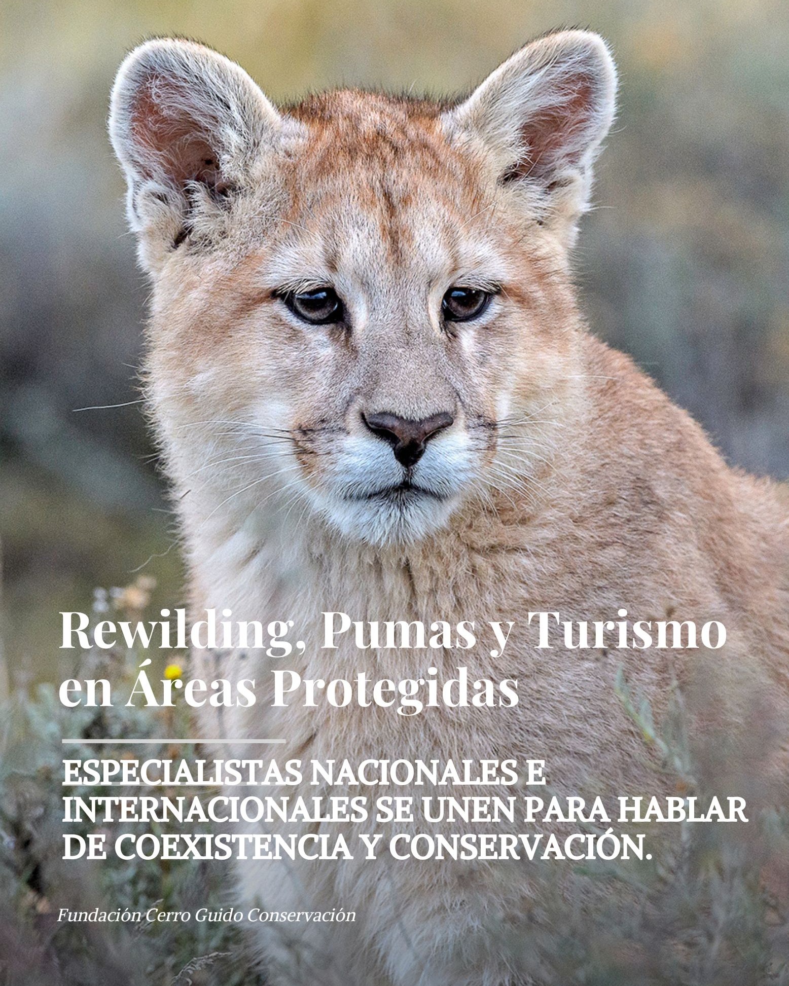 REWILDING, PUMAS Y TURISMO EN ÁREAS PROTEGIDAS: Una instancia única para conversar sobre rewilding, pumas y turismo en áreas protegidas 🐾
Durante estos días se está realizando en Puerto Natales el Taller Técnico “Rewilding, Pumas y Turismo en Áreas Protegidas”, que reúne a especialistas nacionales e internacionales para hablar de coexistencia y conservación. 🌍
Hoy nuestra directora ejecutiva, Pía Vergara, presentó la experiencia de la Fundación Cerro Guido Conservación: cómo, desde la Patagonia, estamos desarrollando protocolos de observación respetuosa y herramientas de coexistencia entre pumas, ganadería y turismo responsable. 🌿
Mañana la conversación continuará en terreno, con visitas a la Estancia Cerro Guido y al Parque Nacional Torres del Paine, donde compartiremos de primera mano cómo se vive y se gestiona la coexistencia en estos paisajes.
@rewildingchile
@conaf_minagri
@munitorresdelpaine
#CerroGuido #Conservación #Coexistencia #Puma #Patagonia