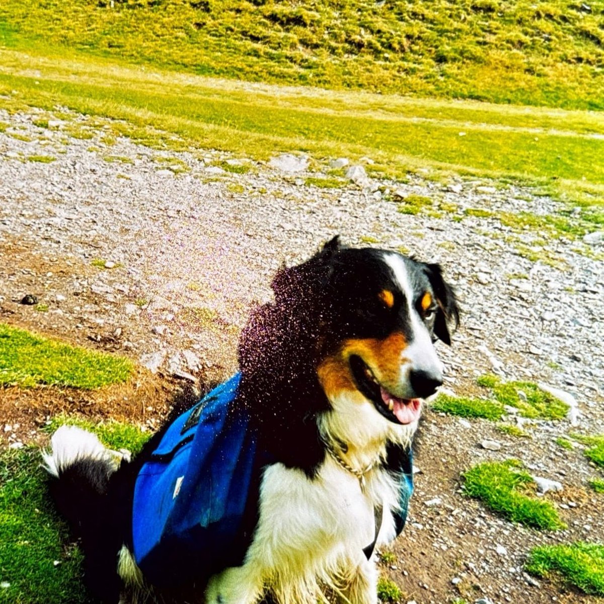 This week we share with you a bit more of Ronnie’s adventure along the Jack Mytton’s Way, a trail that winds through Shropshire’s peaceful countryside. On days two and three, we journey beyond Chelmarsh and arrive in Much Wenlock, a historic market town steeped in charm, brought vividly to life by Ronnie.
Read More...
https://www.ronniesramblings.co.uk/post/jack-myttons-way-1
#Muchwenlockmagic #muchwenlock #jackmyttonway #jackmytton #ronnieramblings #ronniesgifttousall