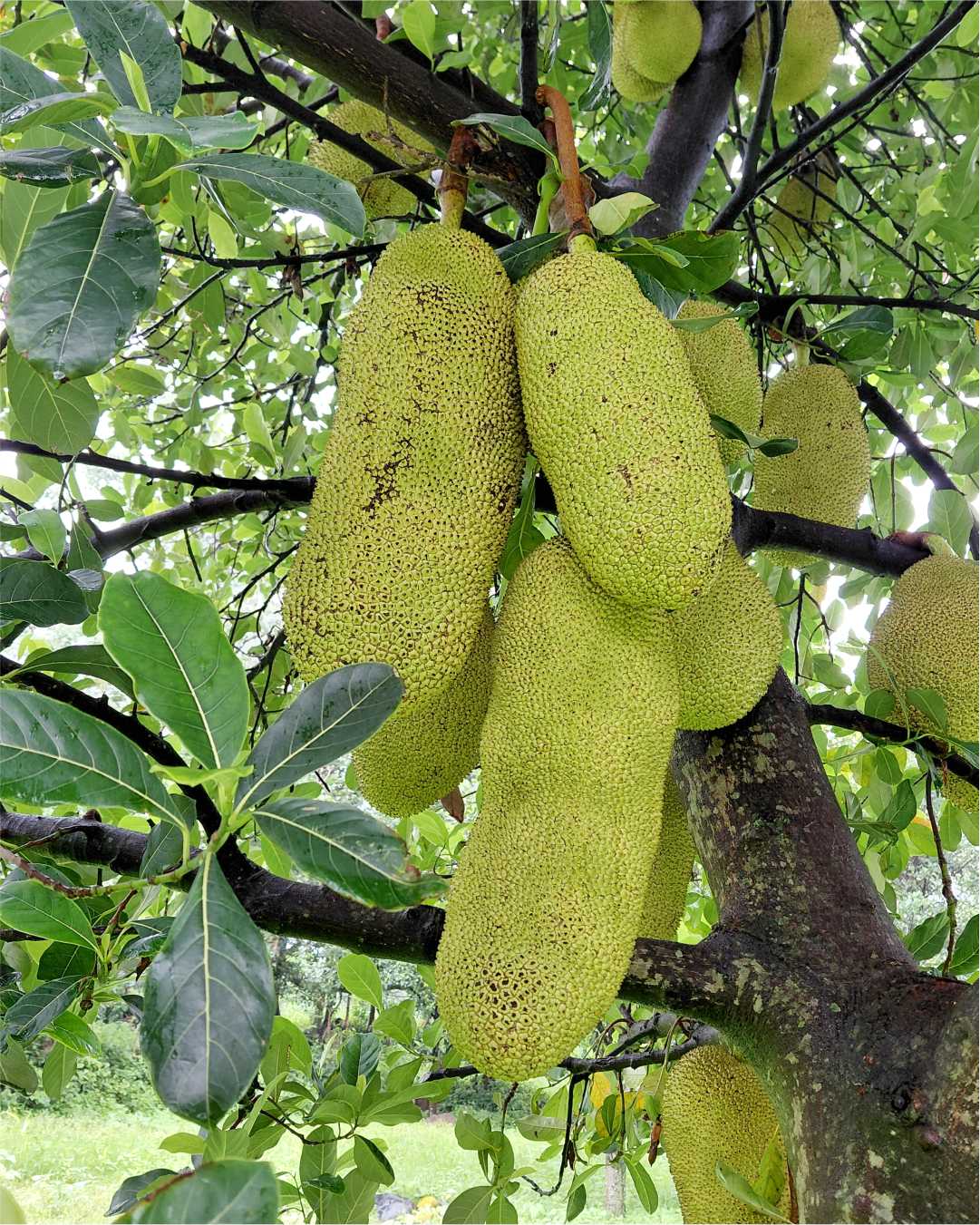 Naturally Grown Jackfruits from Our Village
In our village nestled in the hills of Uttarakhand, jackfruits grow naturally, nourished by pure mountain air, clean water, and rich soil —
without the use of chemicals or artificial fertilizers. These fruits are handpicked to make preservative free pickles in cold pressed mustard oil
to give them a authentic traditional flavor.
Grown with care and respect for the land, our jackfruits are a true gift from the earth — wholesome, fresh, and full of goodness.
#jackfruit #DesiSwad #desiswad #pickles #NaturalGoodness #naturalgoodness