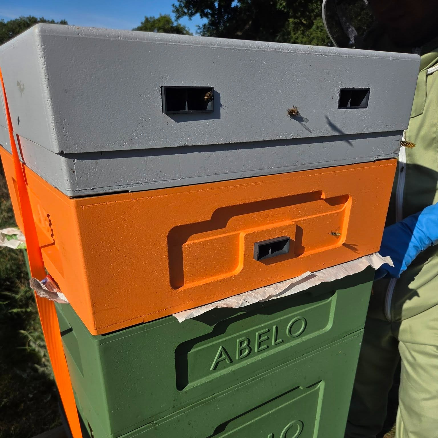 It’s been a heartbreaking season at Yorkshire Apiaries. We’ve lost hives, fought off thousands of wasps and European hornets, and are still in the trenches trying to protect what’s left. This blog post shares the emotional toll and the resilience it takes to keep going. If you’re a beekeeper battling the same, you’re not alone. 🐝💔 #BeekeepingLife #YorkshireApiaries #WaspAttack #SaveTheBees
Link to blog post in bio