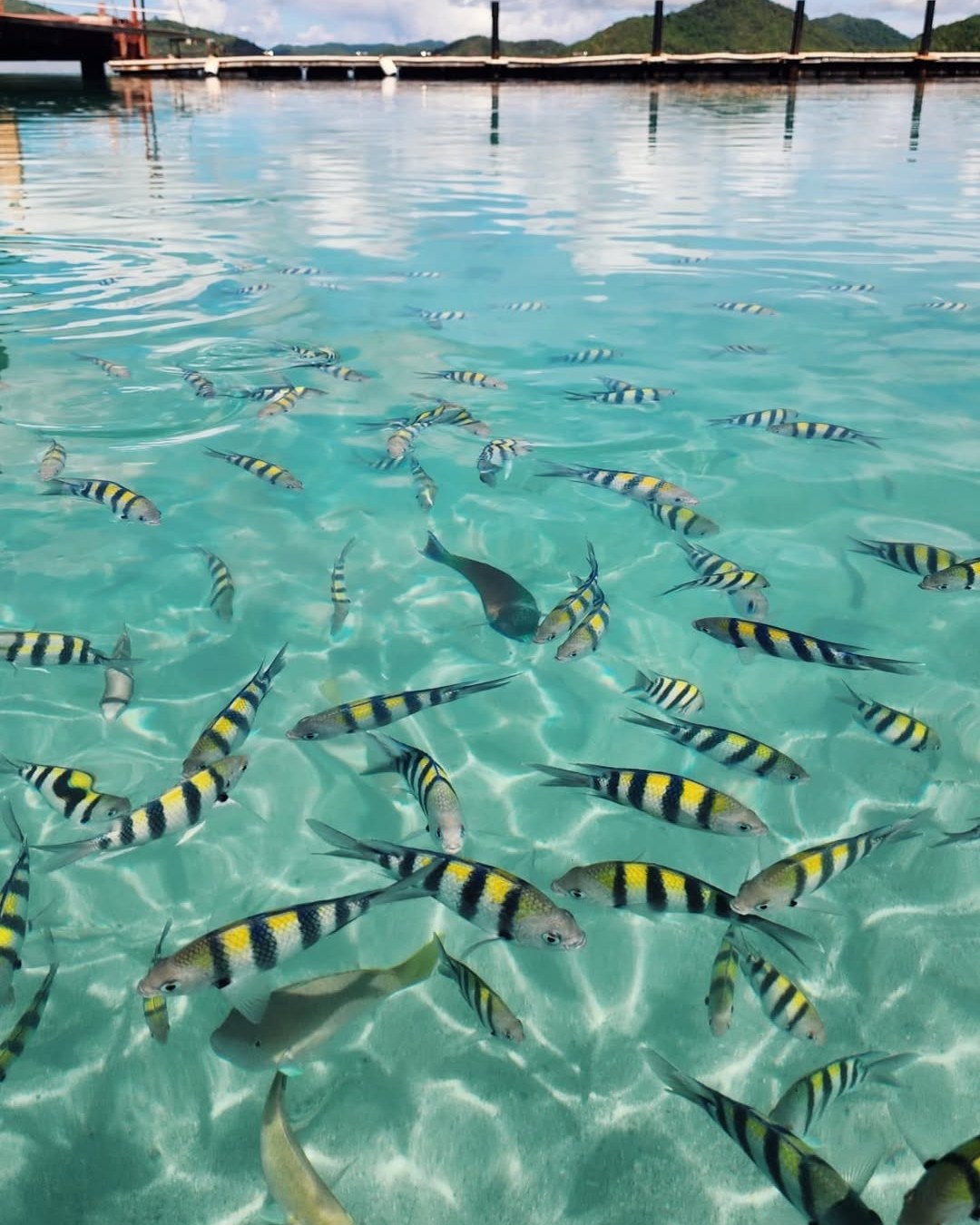 Beneath our crystal-clear waters lives a thriving world worth protecting. 🌊
At SETIR, we champion marine conservation by encouraging responsible tourism:
🐠 Observe, don’t disturb marine life.
☀️ Choose reef-safe sunblock.
👣 Leave only footprints, take only memories.
Together, we can keep our corals vibrant and our seas alive for generations to come.
Visit sunlighthotelsandresorts.com to learn more.
📸 @madelgmartin
#DoseOfSunlight #Palawan #Philippines #travel #SustainableSunlight