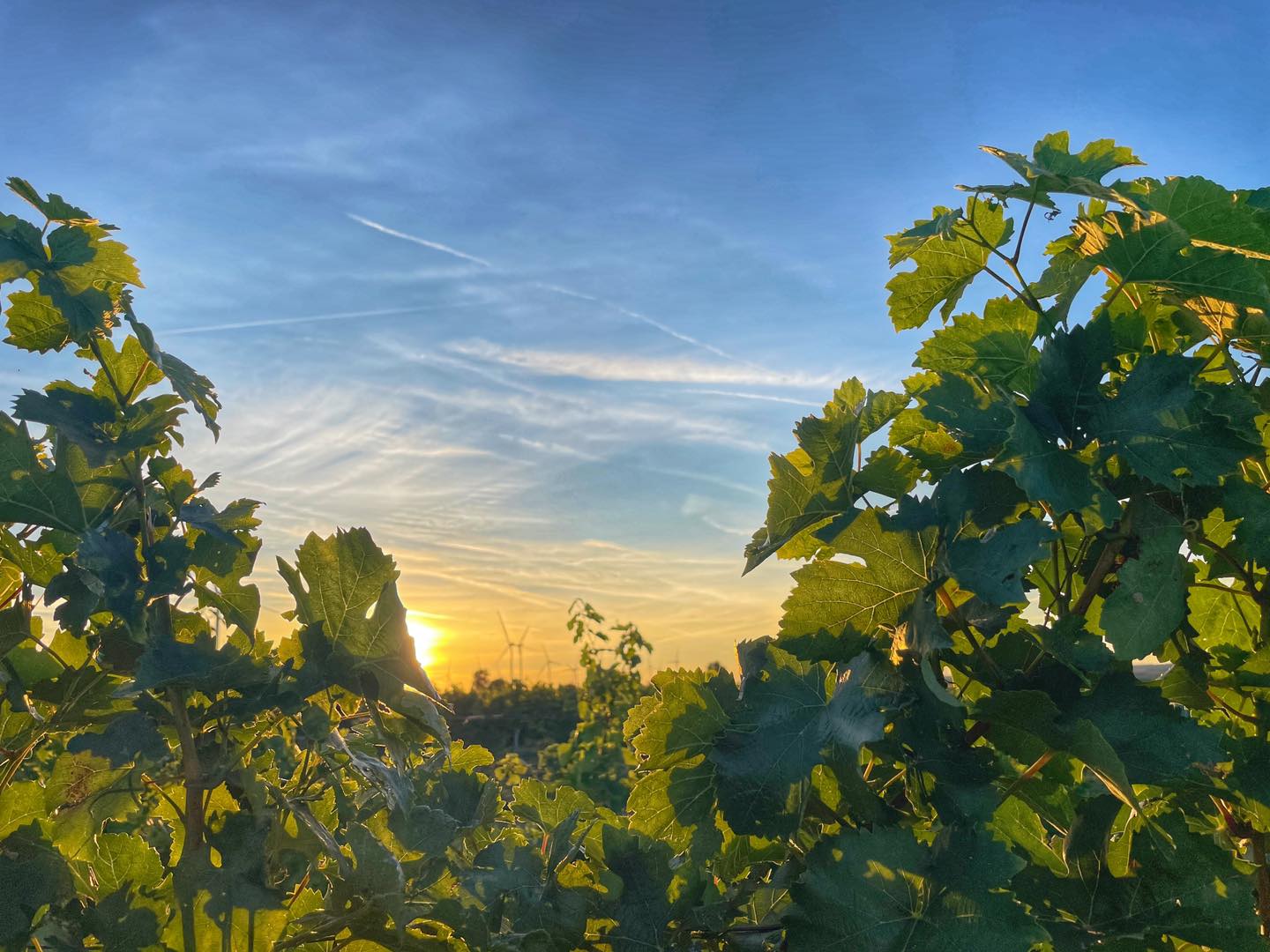 Abendstimmung zwischen Reben und Sonnenstrahlen – ein Moment voller Ruhe und Energie. ☀️