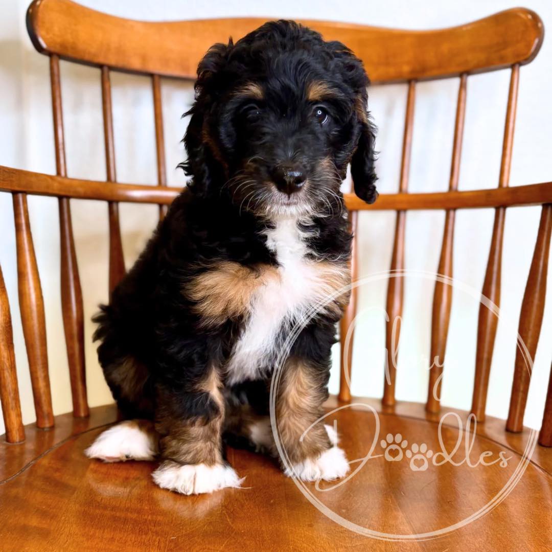 And then there were 6 💕💙 these multi generational mini Bernedoodles are vet checked ✔️ up-to-date on vaccinations ✔️ introduced to potty & crate training ✔️ temperament tested and raised to be empowered pups ✔️ and ready to find their forever families 🏠 4 females, 2 males. Contact us for more info!
#Bernedoodle #BernedoodlePuppy #BernedoodleBreeder #BernedoodlesOfInstagram #MiniBernedoodle #StandardBernedoodle #BernedoodleLovers #BernedoodlePuppiesForSale #TexasBernedoodles #DFWPuppies #BernedoodleUSA #PuppiesNearMe
#PuppyGram #InstaPuppy #DoodlePuppy #DoodleOfTheDay #Dogstagram #PuppyOfInstagram