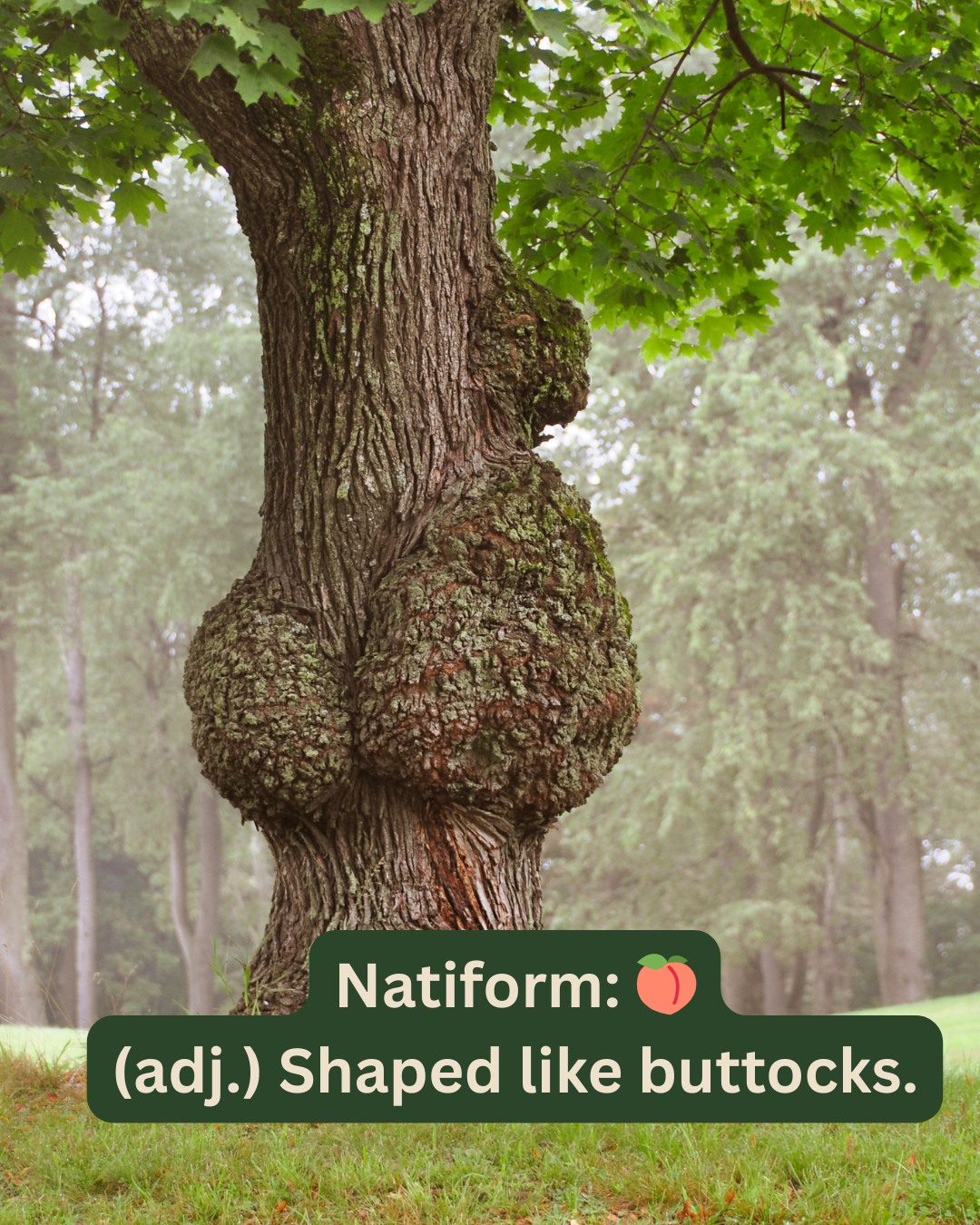 Today’s delightfully odd English word: natiform.
It comes from the Latin natis (buttock) + -form (shape), and it literally means buttock-shaped. 🍑
You could describe a mountain, a fruit, or even an oddly-shaped cloud as natiform. Just… maybe don’t use it as a compliment. 😅
✨ What’s the funniest natiform object you’ve ever seen?
#WordNerd #ObscureWords #Linguistics #FunWords #Etymology #LanguageLover #English #LearnEnglish