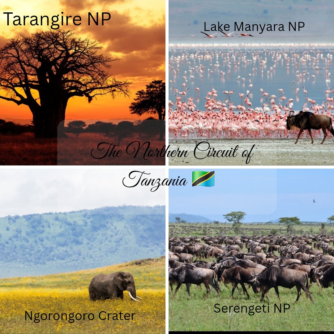 Explore the wild heart of *Tanzania's Northern Circuit*! 🦁🌍
From the ancient baobabs of *Tarangire*, the pink flamingos of *Lake Manyara*, the breathtaking *Ngorongoro Crater*, to the endless plains of *Serengeti*—this is where adventure begins. 🇹🇿✨
#Tanzania #NorthernCircuit #SafariExperience #Ngorongoro #Serengeti #Tarangire #LakeManyara #ExploreAfrica #WildlifeSafari #NatureLovers