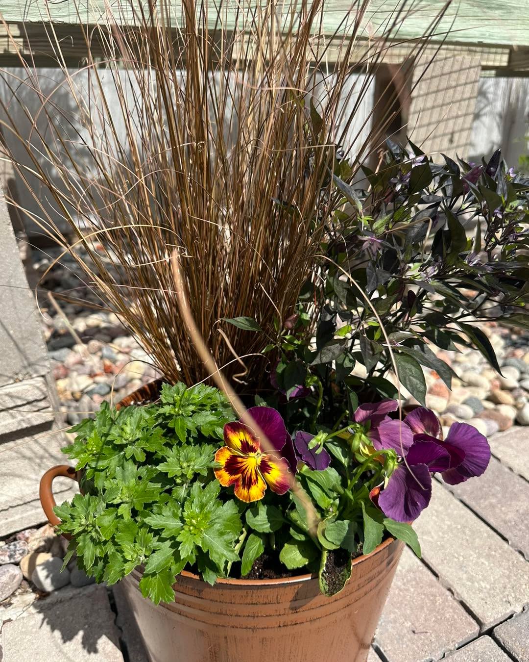 We have Fall planters ready for you to just pop on the porch.
Come check out our Fall Market and also our yard. Now is a great time to plant trees, shrubs, and perennials!
We’re open 10-5 today!
#gardencenters #gardencenterlife #gardencenter #stcharlesillinois #genevaillinois #bataviaillinois #sugargroveil #oswegoil #stcharlesil #auroraillinois #genevail #oswegoillinois #bataviail #sugargroveillinois #aurorail