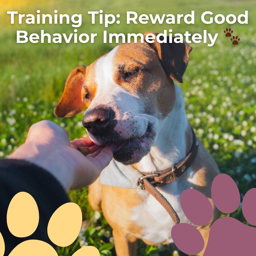 Consistency is key! Reward good behavior immediately to reinforce learning. Small, daily wins make the biggest difference.
#DogTrainingTips #WinchesterDogs #WinchesterPets #DogParentsWinchester #DogCareWinchester #MobilePetCare #DogBehavior #SmallDogBigLove #HappyDogs #NoDogTooSmall #DogLife #DogLoversWinchester