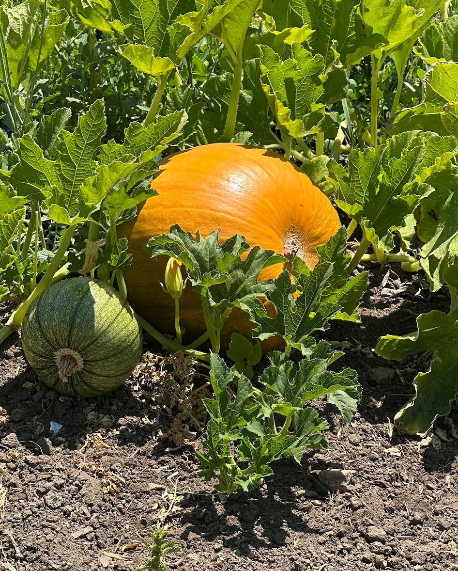 Last weekend to take advantage of our summer pricing! PLUS, we have our first round of pumpkins ready!
- - - -
Hours:
Saturday AND Sunday
10am to 4pm
- - - -
🧑🌾 General Admission($5) 🧑🌾
Includes access to our petting zoo and all of our fun yard games.
- - - -
🍓U-Pick 💐:
💐 Bunching Flowers 💐 are $15 a cup, all you can fill. Our fields are absolutely bursting with beautiful blooms! It’s the perfect way to bring a piece of the farm home with you.
🍓Berries 🍓
- Raspberries: We have a good amount of raspberries.
Heads up: some of our raspberry plants have little thorns.
*We have a LIMITED supply of berries and a HIGH demand for them.*
Come right when we open to increase your chances of getting a berry u-pick container.
Strawberries and Blackberries: Are unavailable this week.
🎃 Pumpkins 🎃
Pre-cut pumpkins are ready. They are prepriced by size.
Cut-off-the-vine pumpkins are also ready! They will be priced by size at check-out. Please only cut ripe pumpkins (fully orange pumpkins | green pumpkins are not ready to harvest).
U-pick is only sold on-site and is subject to daily availability.
----
We look forward to seeing you at the farm!
#sandiegocountyfarmbureau #sandiegopumpkinfarm #sandiegofarming #sandiegofarmingcommunity #julianupickfarm #santaysabel #sandiegopumpkinpatch #sandiegoagricutlure #sandiegofarm #sandiegoagritourism #sandiegoupickfarm #sandiegobackcountry #sandiegomountains #JulianFarmAndOrchard #sandiegocounty #juliancalifornia #wynolacalifornia #sdfarmbureau