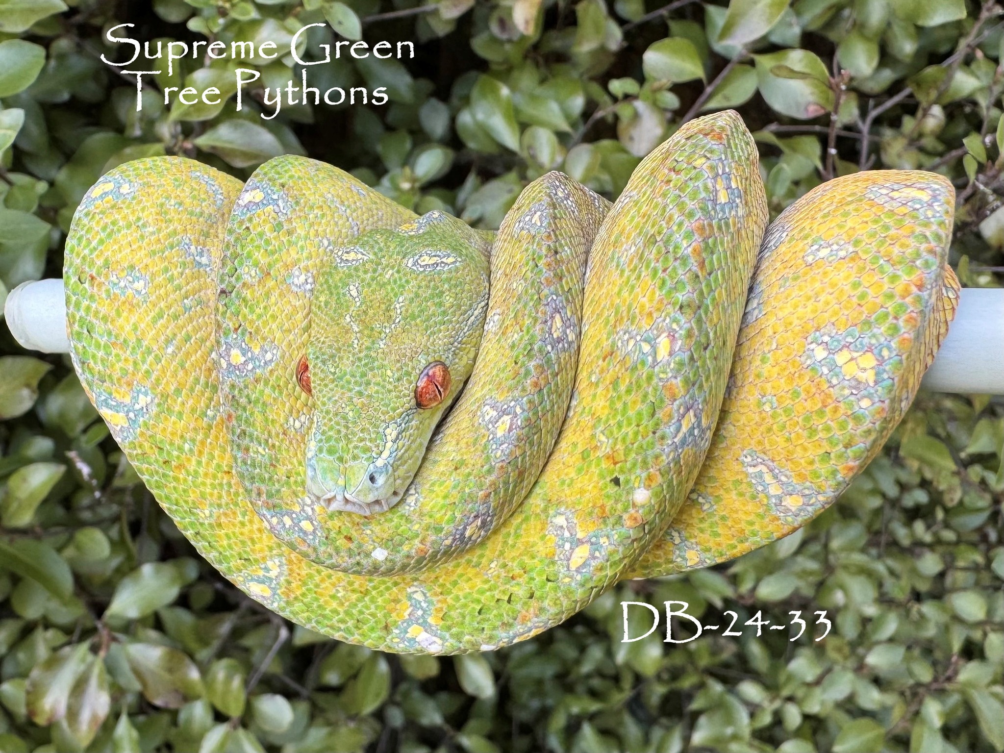 🔥🔥🔥 Pumped to welcome this new blood to the Supreme Green crew from @chondro_boz
Red neo from Renfield x Ivy pairing (2024)🔥🔥🔥
#snakesofinsta #chondro #chondropython #reptilesofinsta #reptilesofinstagram #Morelia #snakesofinstagram #greentreepython