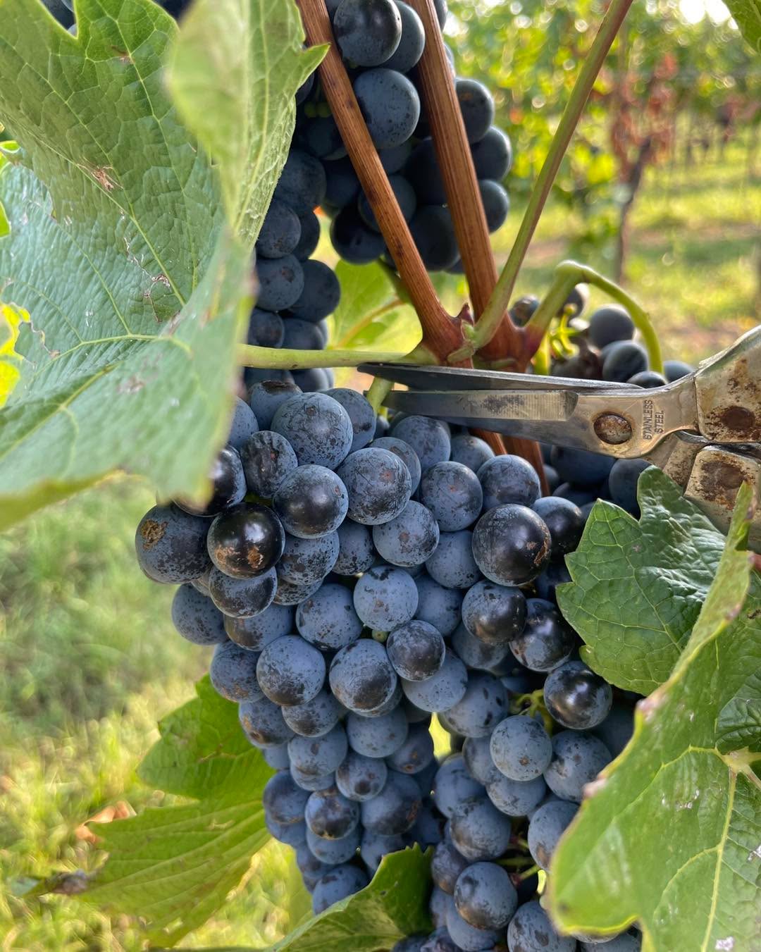 #weinlese #traubensaft #weinviertel #startnow #weingutfleckl