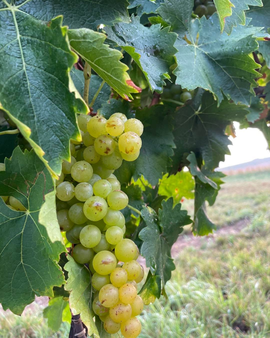 #muskateller #weinlese #weingutfleckl #traubig #geschmackvoll