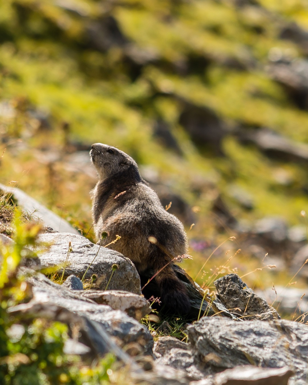 The Val de Bagnes is bursting with life 🌸 From Edelweiss to marmots and the iconic ibex, every plant and animal helps keep our mountains thriving. In the Haut Val de Bagnes, diverse habitats support a rich tapestry of life, including rare species like the Lapland marsh-orchid. When we protect Verbier’s wild side, we’re safeguarding this biodiversity and the resilient ecosystem that makes our valley so special 🏔️💚
-----
Le Val de Bagnes déborde de vie 🌸 De l'edelweiss aux marmottes en passant par l'emblématique bouquetin, chaque plante et chaque animal contribue à la prospérité de nos montagnes. Dans le Haut Val de Bagnes, la diversité des habitats favorise une vie riche et variée, avec notamment des espèces rares comme l'orchidée des marais de Laponie. En protégeant la nature sauvage de Verbier, nous préservons cette biodiversité et l'écosystème résilient qui rend notre vallée si spéciale 🏔️💚
#Verbier #EcoSystem #VerbierGreen #ValdeBagnes #Nature #Biodiversity #Switzerland