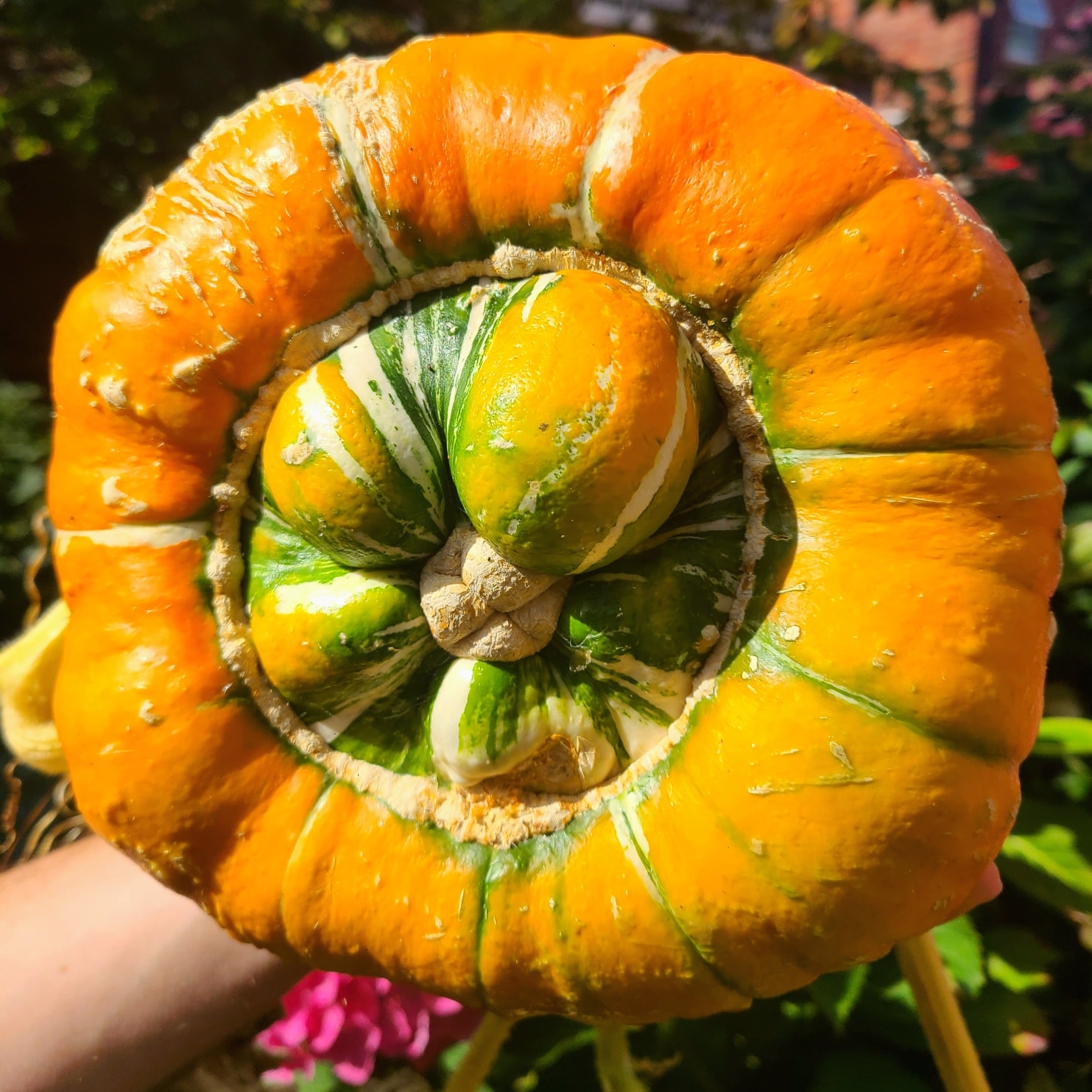 The beautifully coloured turks turban squash!! 😍🤩 It's going to be delicious!!
Though eating, it is going to be a shame 🤣 I'll have to make sure it's a recipe worthy of it 😋
Next year, I really want more squash plants. It's one of my number one goal. 🎃🎃🎃
We still have 2 beds that we didn't end up using, so there is plenty of space for more 😉
We are excited to let us know garlic is almost back in stock soon 🧄🧄🧄 Make sure you're subscribed so you know as soon as they arrive!! #garlic #squash #growyourown #gyo #allotmentlove #organicfood #allotmentuk