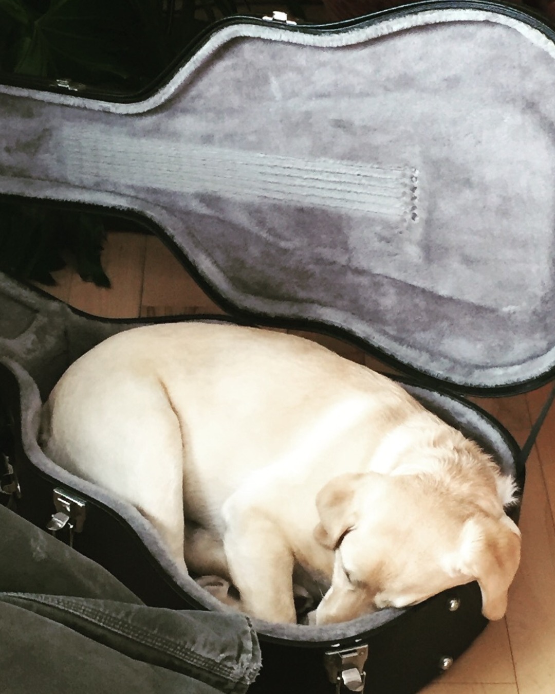 🌅 Thinking of doing a 'Sober October' next month? If you are, it really can help eliminate so many problems you might be having....
Maybe you discover that your sleep becomes deeper, your mornings become clearer. Maybe you notice you have more patience with difficult patients, or that you're actually present when you get home instead of reaching for that "decompression" drink.
Or maybe you are unsure if you can go a whole month without alcohol, and that's okay too.
As midwives and nurse practitioners, we know that healing isn't linear. Some days feel like breakthroughs, others like setbacks. But every day you choose to explore this relationship with alcohol is a day you're choosing yourself.
Your body, your mind, your spirit - they're all worth this gentle exploration.
What have you noticed when you think about this? I'd love to hear from you. 💙
Image: Some have no issues sleeping, no matter where they rest... 😄
#SoberOctober #HealthcareProviders #Mindfulness #SelfCare #AlcoholFreedom #ProviderSpace