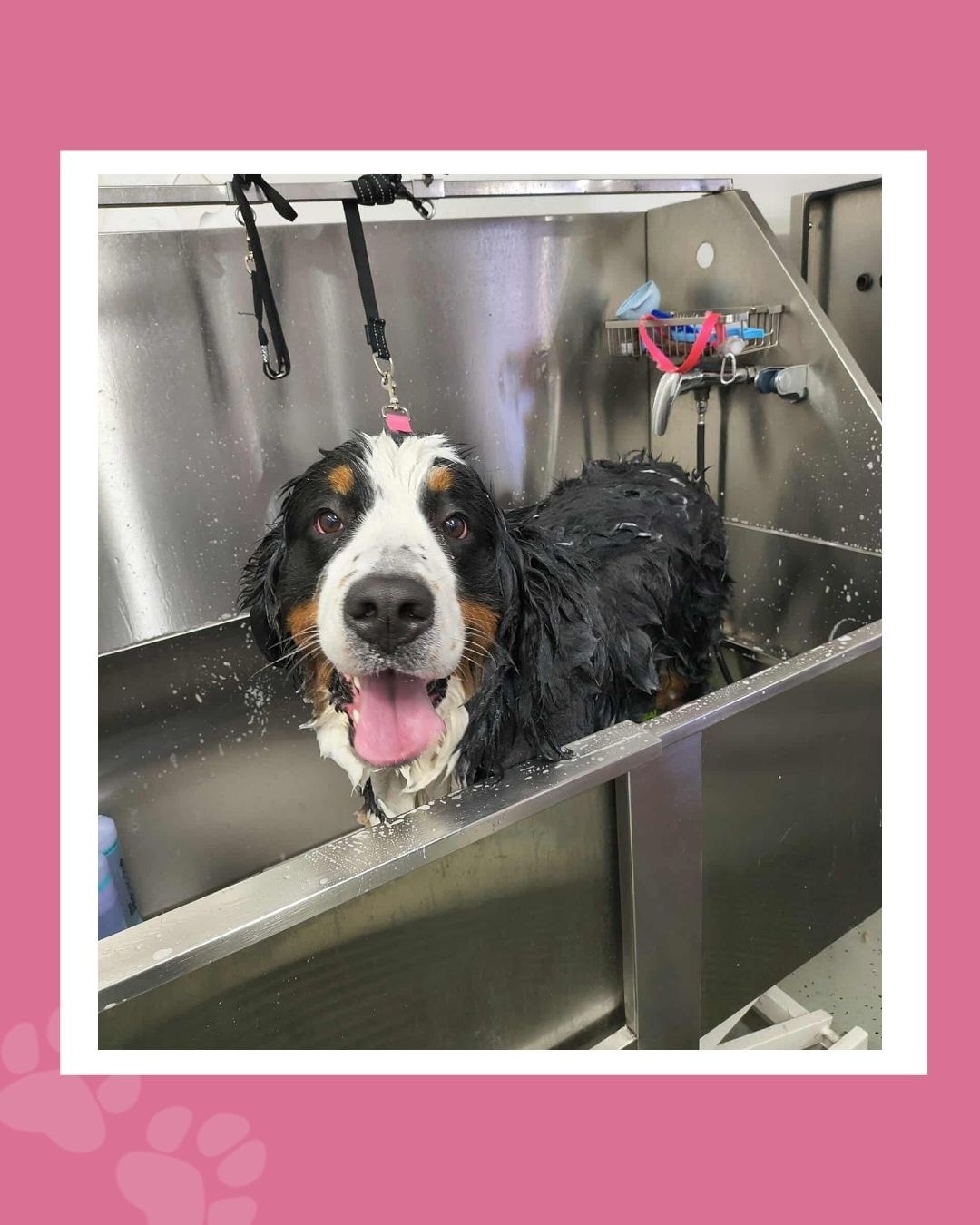 🚿🧽Scrub a dub dub... a Bernese in the tub! 🐾😍