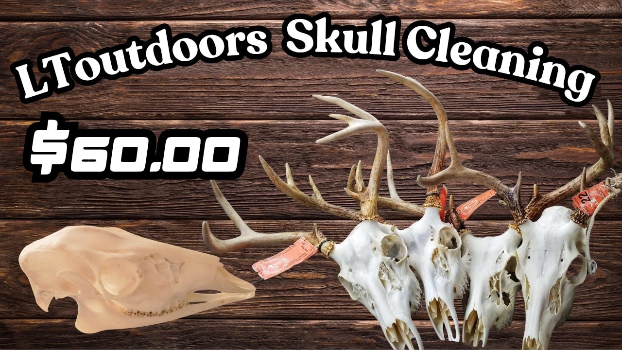 Just a reminder as the seasons close in I will be taking as many heads as I can for euro mounts. $60 for deer and if you have anything else you can ask for prices. This includes cleaned and whitened. Fast turn around but obviously first come first serve so get them to me asap. If you want one done please bring it asap or at least freeze it till you're ready to come. For rotten ones this year I will charge more so please care for your trophy like it is a trophy. At the end of the season I will draw out of the heads dropped off for another free euro! Heres to another fun season, best of luck to all of you and stay safe🙌🦌🦌