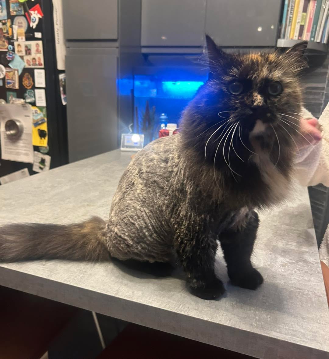 Lulu the lovely calico🥰❤️ A teddy cut every 6 months has made such a huge difference to her matting! So much comfier😻
🐱www.divinefelinescotland.co.uk