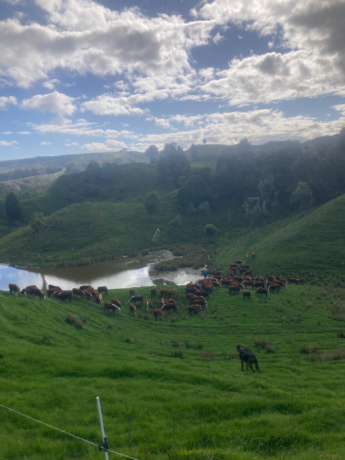 The next generation of Riverton Ezicalve Herefords are beginning to hit the paddock, they'll be ready to meet your heifers about this time next year,
But you don't have to wait that long - get along to our sale next Thursday the 18th of September, or join us online with @bidrnz
Catalogue link here: https://pivotdesign.co.nz/ebooks/2025/Riverton_Herefords/
Or, see the EBVs: https://i4.abri.au/online/cgi-bin/i4.dll?1=3538292F&2=2928&3=56&5=2B3C2B3C3A&11=515E5F5B
#nzfarming #DairyBeef #nzherefords