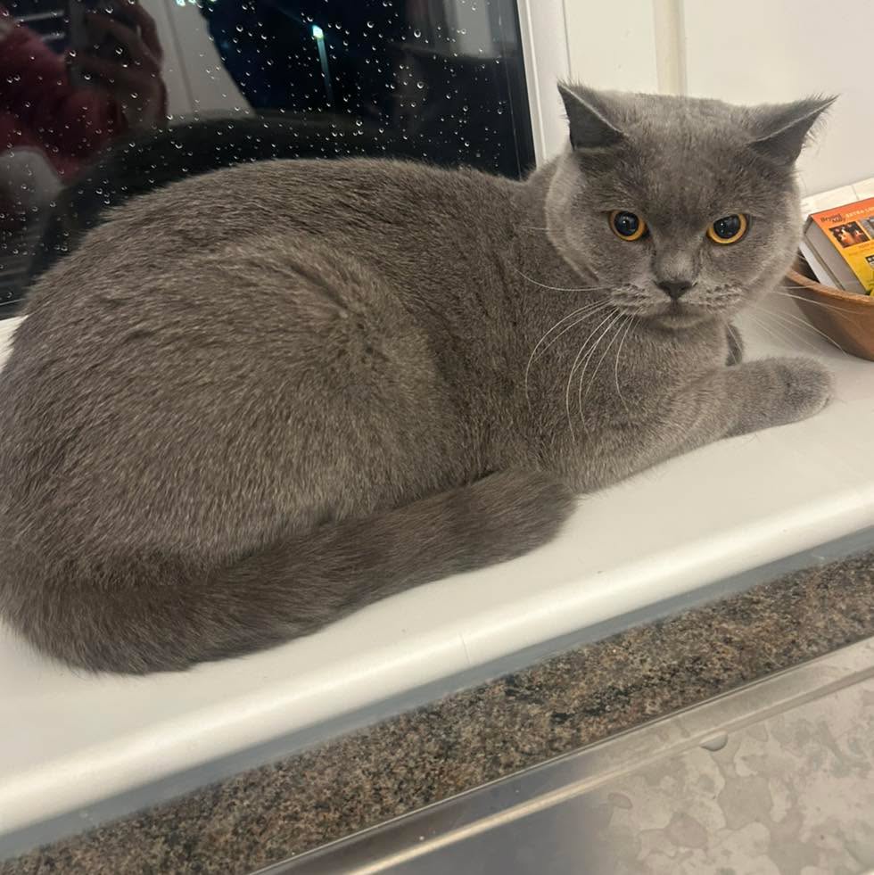 Gorgeous British Blue Sulley after his massive de-shed😻
British Shorthairs have the thickest coats and need regularly de-shedded to remove their chunky undercoat! ❤️
🐱www.divinefelinescotland.co.uk