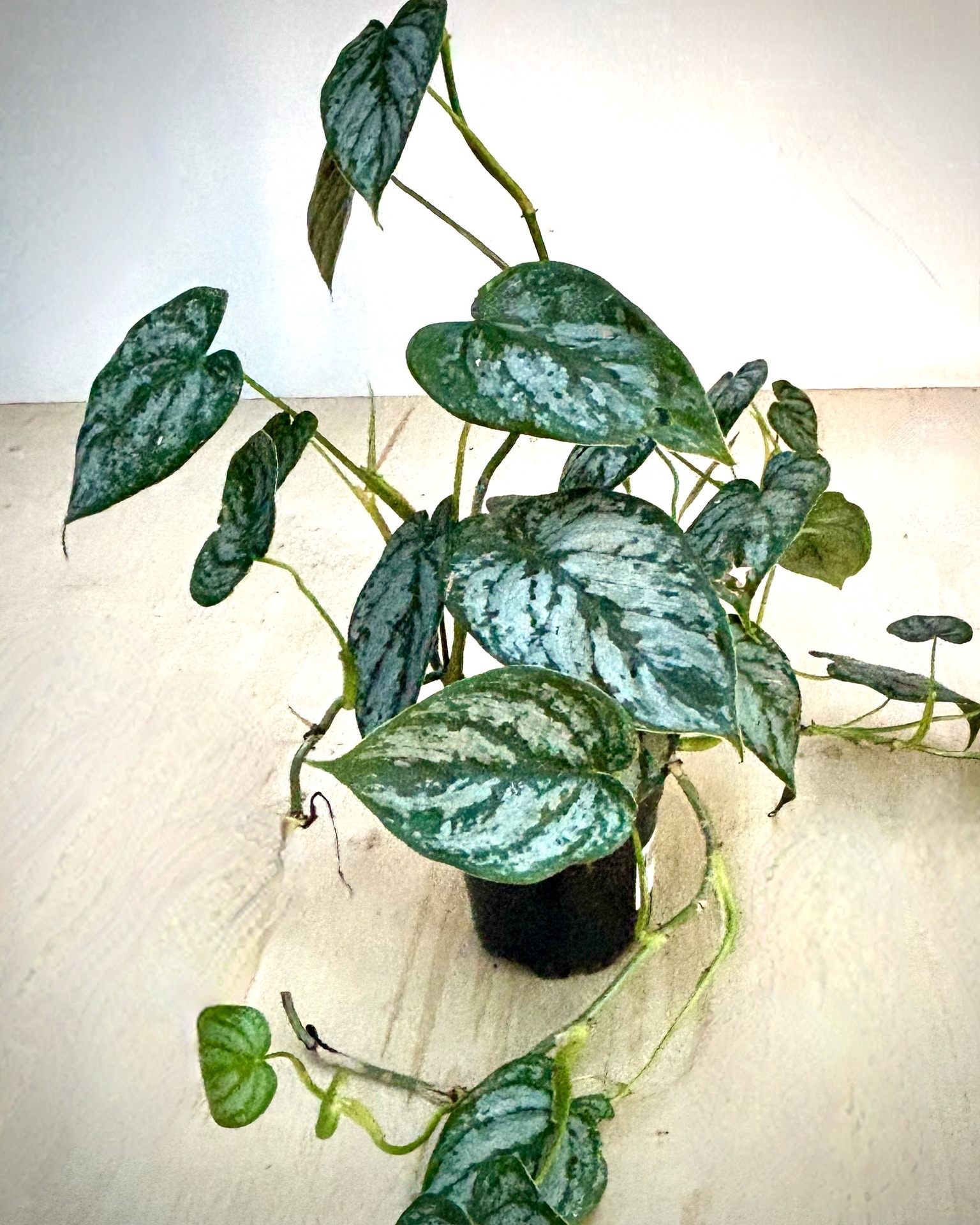 I'm busy getting ready for Fall Open House on Sept 20, but the greenhouse is already stocked with lots of great houseplants and pots. Some of my favorites...Philodendron brandi, String of Hearts, and Alocasia zebrina with its zebra striped stems.