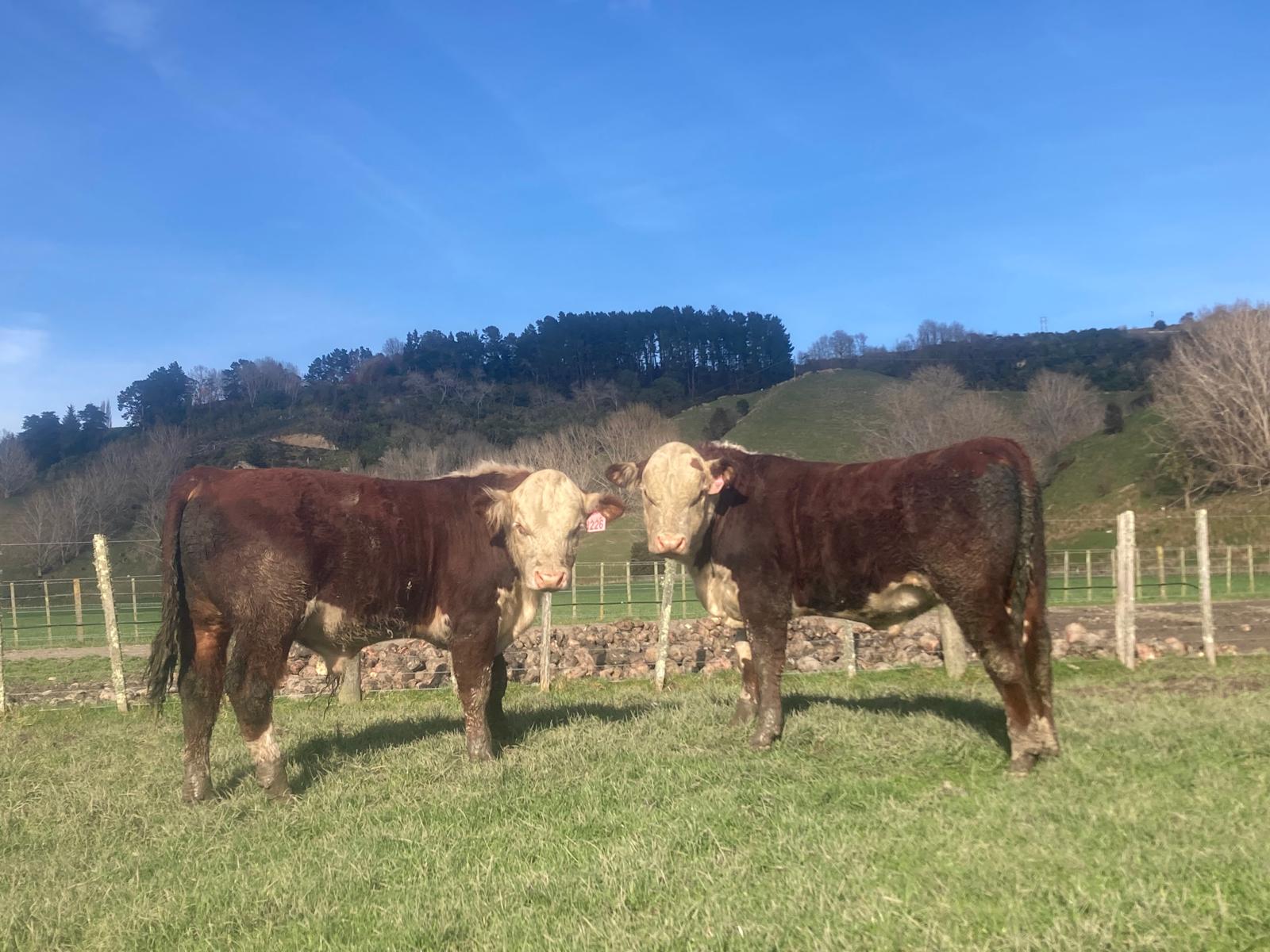 One week to sale day!!!
Get along to our 34th annual sale, on farm at 814 Kauangaroa Road, Whanganui, on Thursday the 18th of September, or join us online with @bidrnz,
Bulls will be in pens at 11:00 for viewing, with the sale starting at 12 noon,
See the catalogue here: https://pivotdesign.co.nz/ebooks/2025/Riverton_Herefords/
Looking forward to seeing you there
#nzherefords #DairyBeef #nzfarming