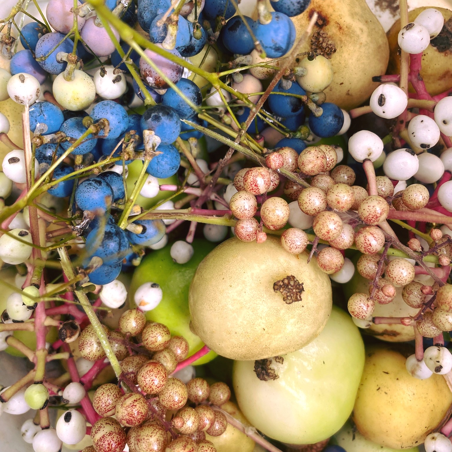 🌿 Family seed adventures! Over the past month we have been out in the woods collecting nuts, berries, and seeds for next year's native plant crop. It's so fun to get the whole family involved in the process. Pictured here are: Mayapple, Blue Cohosh, False Solomon’s Seal, and Doll’s Eye