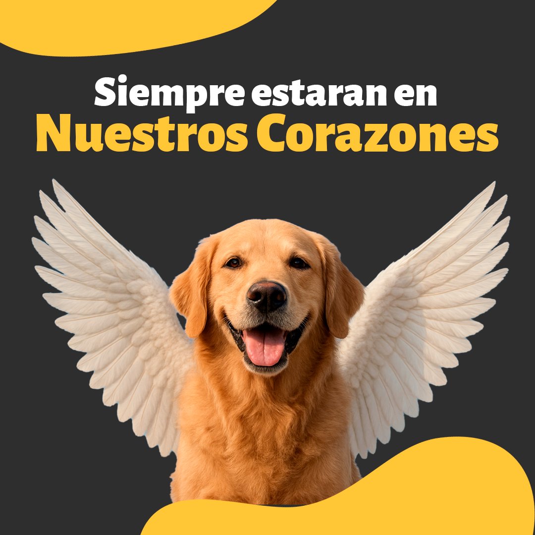 ✨ Es el Día Nacional en Memoria de las Mascotas y queremos hacer un homenaje a todos esos amigos que están en el cielo de los peluditos 🌈🐾, quienes pasaron por nuestras vidas dejándonos muchísimo amor 💖 y momentos inolvidables 🐶🐱.
#DíaDeLasMascotas #HomenajePeluditos #AmorEterno #MascotasEnElCielo #HuellaInfinita