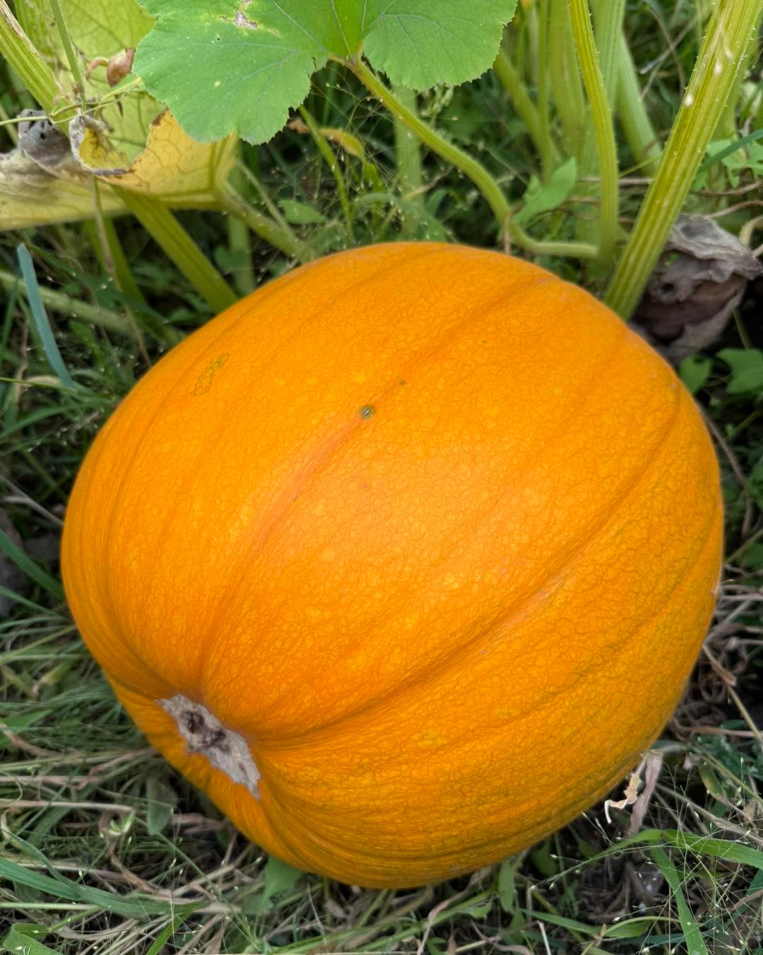 The pumpkin patch is looking great and am hoping to be ready by the end of September!
There’s still strawberries in the purple and green flagged rows (last pic). $3.75 a lb. Scale and buckets have been moved back to the strawberry stand for the remainder of the season. Come at your own risk as I won’t be checking the patch that often.