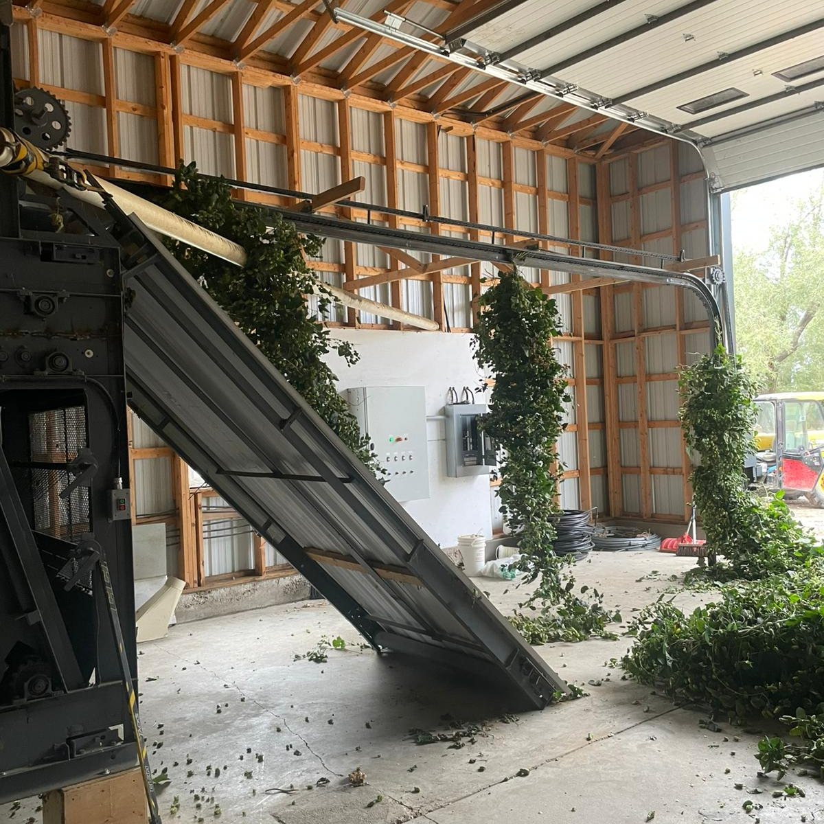The bines are coming down @flatland_hops ! Look for a wet hopped beer near you featuring this fresh, Alberta grown crop of hops!
#albertahops #yyccraftbeer #abcraftbeer #AHPA #Albertabeer #wethops