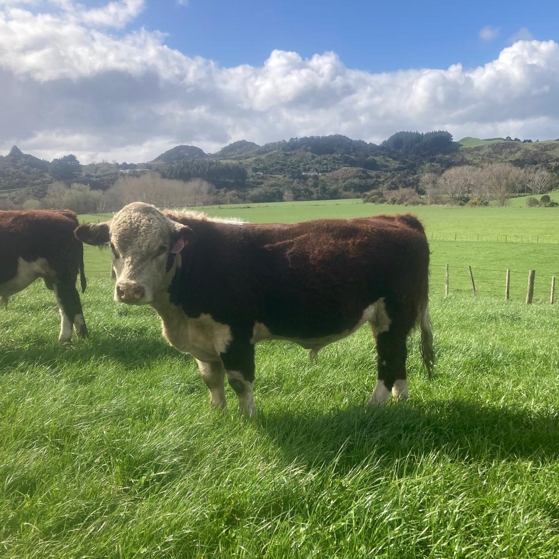 Bull Profile: Lot 71 - Riverton 24 100 (COM) (EZI)
A bull for your heifers - he's in the top 1% for Calving Ease, the top 2% for Birthweight, and top 7% for Gestation Length (Percentage of the Hereford breed)
Get along to the on-farm sale this Thursday, 18th of September, at 814 Kauangaroa Road, Whanganui to see him and 145 others up for sale,
If you can't make it on farm, join us online with @bidrnz: https://bidr.co.nz/auction/4839
Bulls will be in pens at 11:00 for viewing, with the sale starting at 12 noon,
See the catalogue here: https://pivotdesign.co.nz/ebooks/2025/Riverton_Herefords/
Or, check out the EBVs: https://i4.abri.au/online/cgi-bin/i4.dll?1=3538292F...