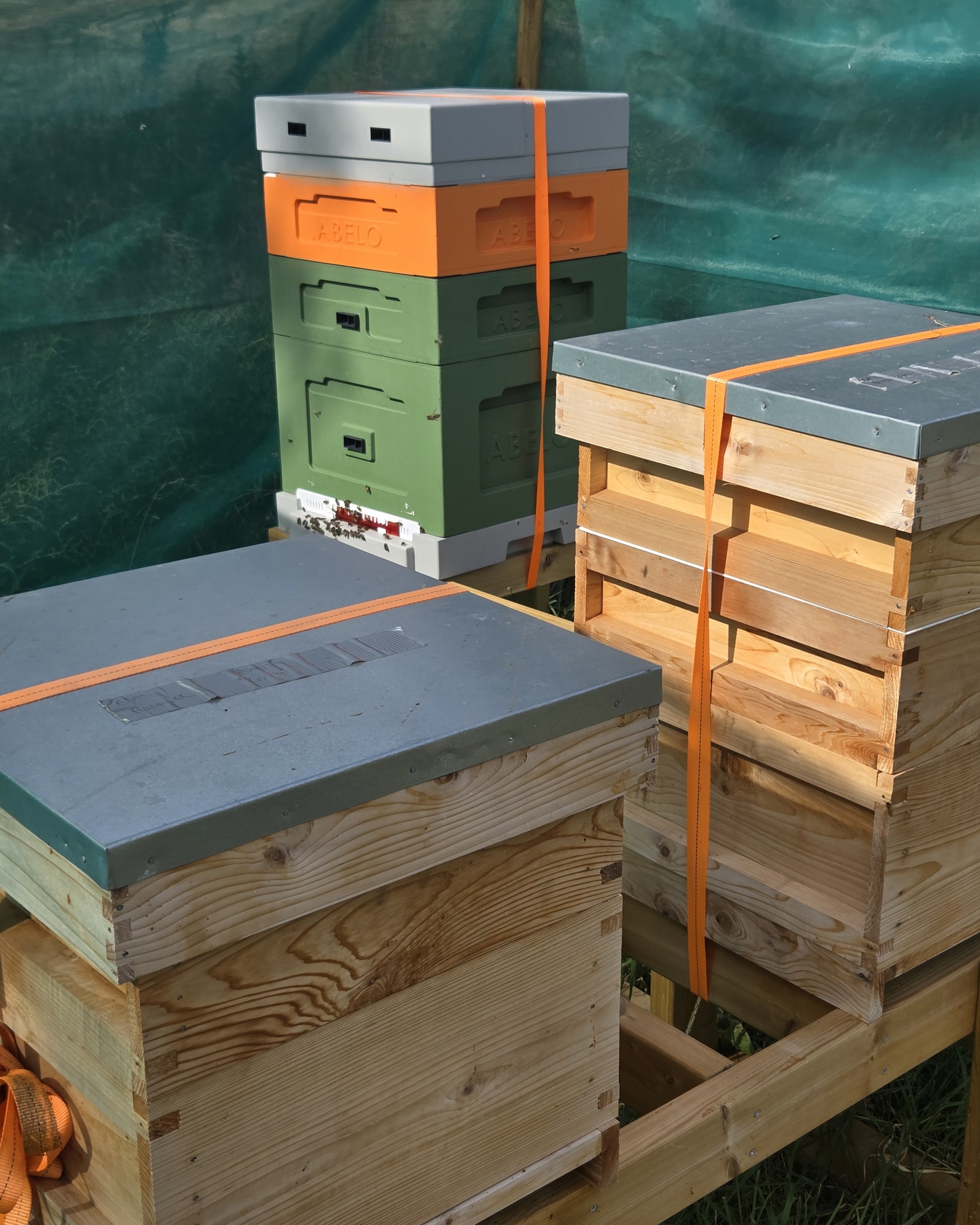 While some bees hibernate, honeybees have a unique strategy for surviving the cold: they don't!
Instead, they get ready for winter by working together as a superorganism.
🐝 Cluster for warmth: When temperatures drop below 10°c, honeybees form a tight cluster around their queen and young to stay warm. They vibrate their flight muscles to generate heat, and the bees on the outer layer of the cluster act as insulation.
🍯 Fuel up on honey: All that muscle-vibrating takes a lot of energy! Honeybees rely on the large stores of honey they've collected all spring and summer as their winter fuel source.
🏠 A "clean" home: On warmer winter days, bees take "cleansing flights" to leave the hive and expel waste. This keeps their home tidy and disease-free until spring.
It's a testament to the incredible power of teamwork! 🐝
#Honeybees #WinterSurvival #Beekeeping