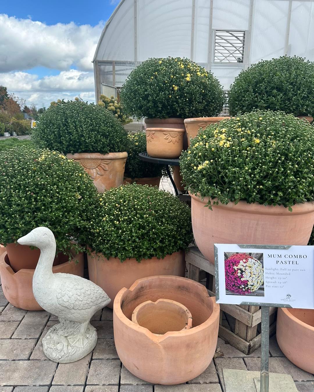 What could be more timeless for Fall than this Mum and Terracotta combination!
Add some character and Fall decor to your home!
We’re open 10-5 today!
#gardencenters #gardencenterlife #gardencenter #stcharlesillinois #genevaillinois #bataviaillinois #sugargroveil #oswegoil #stcharlesil #auroraillinois #genevail #oswegoillinois #bataviail #sugargroveillinois #aurorail