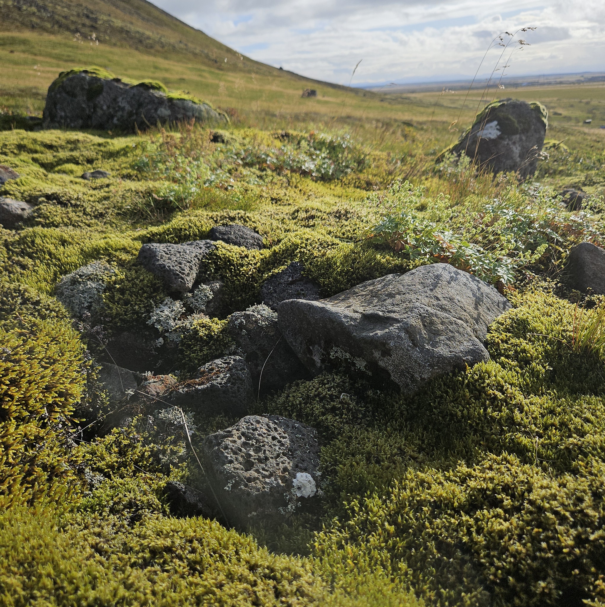Did you know the moss-covered lava fields around Hverager