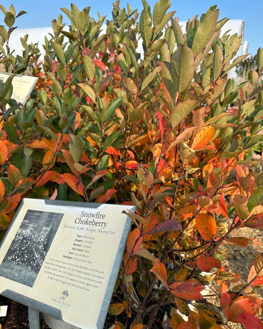Wondering what plants have the best fall color?
Looking to add some color into your garden for Fall?
Come visit the nursery to see in person what Trees, Shrubs, and Perennials you can add for some Fall interest. It’s a great time to plant!
We’re open 10-5!
#gardencenter #stcharlesillinois #genevaillinois #bataviaillinois #sugargroveil #oswegoil #stcharlesil #auroraillinois #genevail #oswegoillinois #bataviail #sugargroveillinois #aurorail