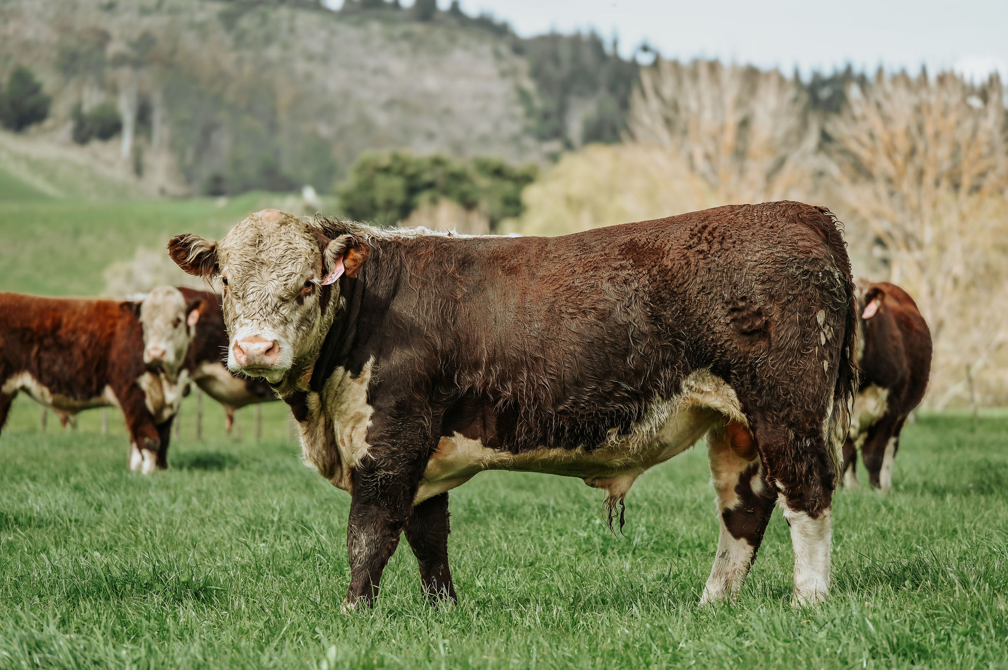 Bull Profile: Lot 66 - Riverton 24 54 (COM) (EZI)
Another great heifer mating bull - he's got the EZI stamp (see previous post for what this means), is in the top 1% for Calving Ease and Birthweight, and top 20% for Gestation Length (Percentage of the Hereford breed) - Plus he's quite the looker!
See him and 145 others up for sale tomorrow, Thursday, 18th of September, on-farm at 814 Kauangaroa Road, Whanganui
If you can't make it, feel free to join us online with Bidr: https://bidr.co.nz/auction/4839
Bulls will be in pens at 11:00 for viewing, with the sale starting at 12 noon,
See the catalogue here: https://pivotdesign.co.nz/ebooks/2025/Riverton_Herefords/
Or, check out the EBVs: https://i4.abri.au/online/cgi-bin/i4.dll?1=3538292F...
PGG Wrightson Livestock
NZ Farmers Livestock - Lower North Island
NZ Herefords
@bidrnz
#DairyBeef #nzfarming #nzherefords #dairybeef